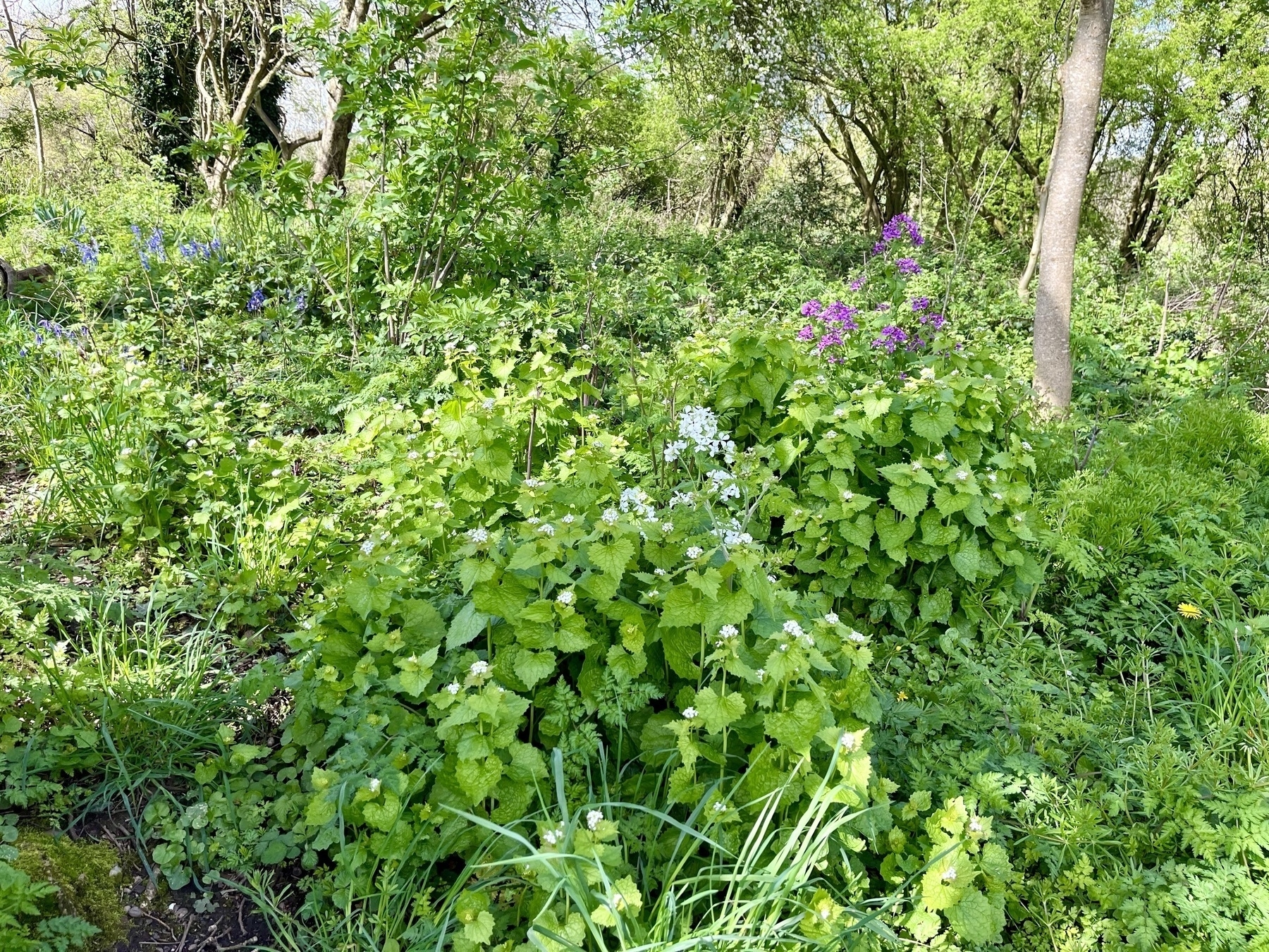 A carpet of vegetation in an open strip of woodland, with pale blue and magenta wild flowers. 