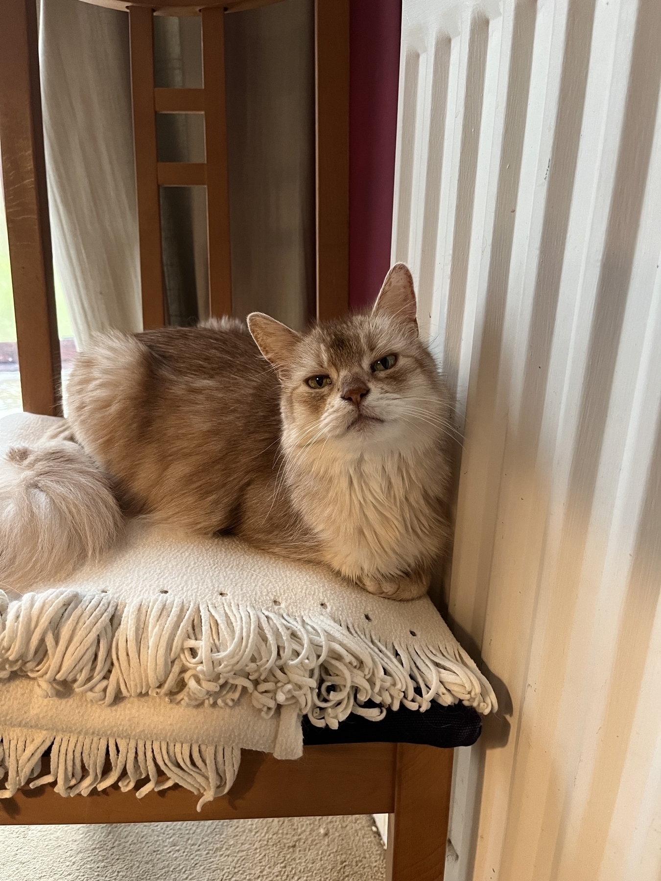 Bianca the pale orange cat, sitting on a white blanket on a chair, pressed against a warm radiator. 