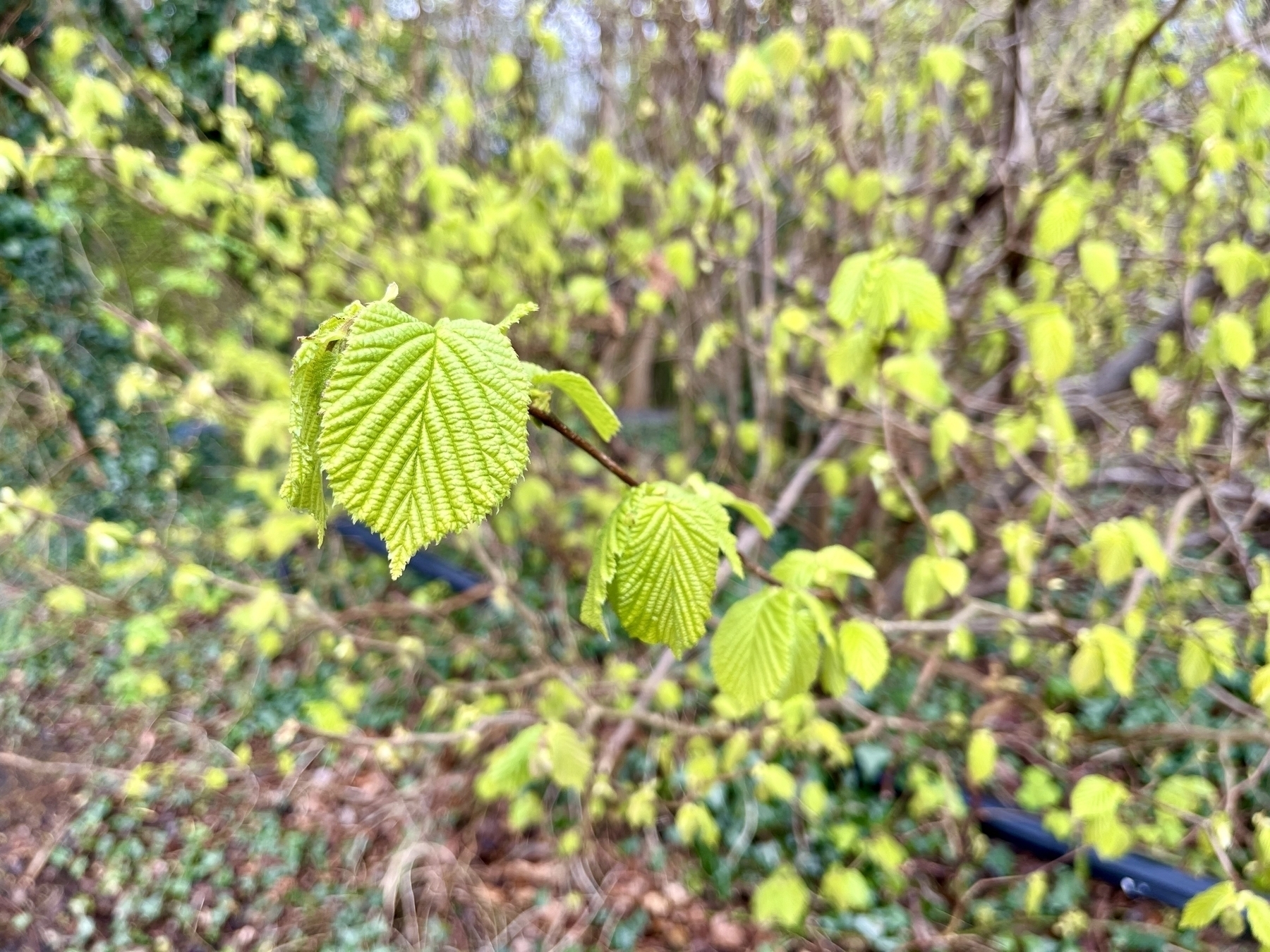Newly opened leaves of a hazel, still corrugated from being packed in the bud, and a fresh green colour. 