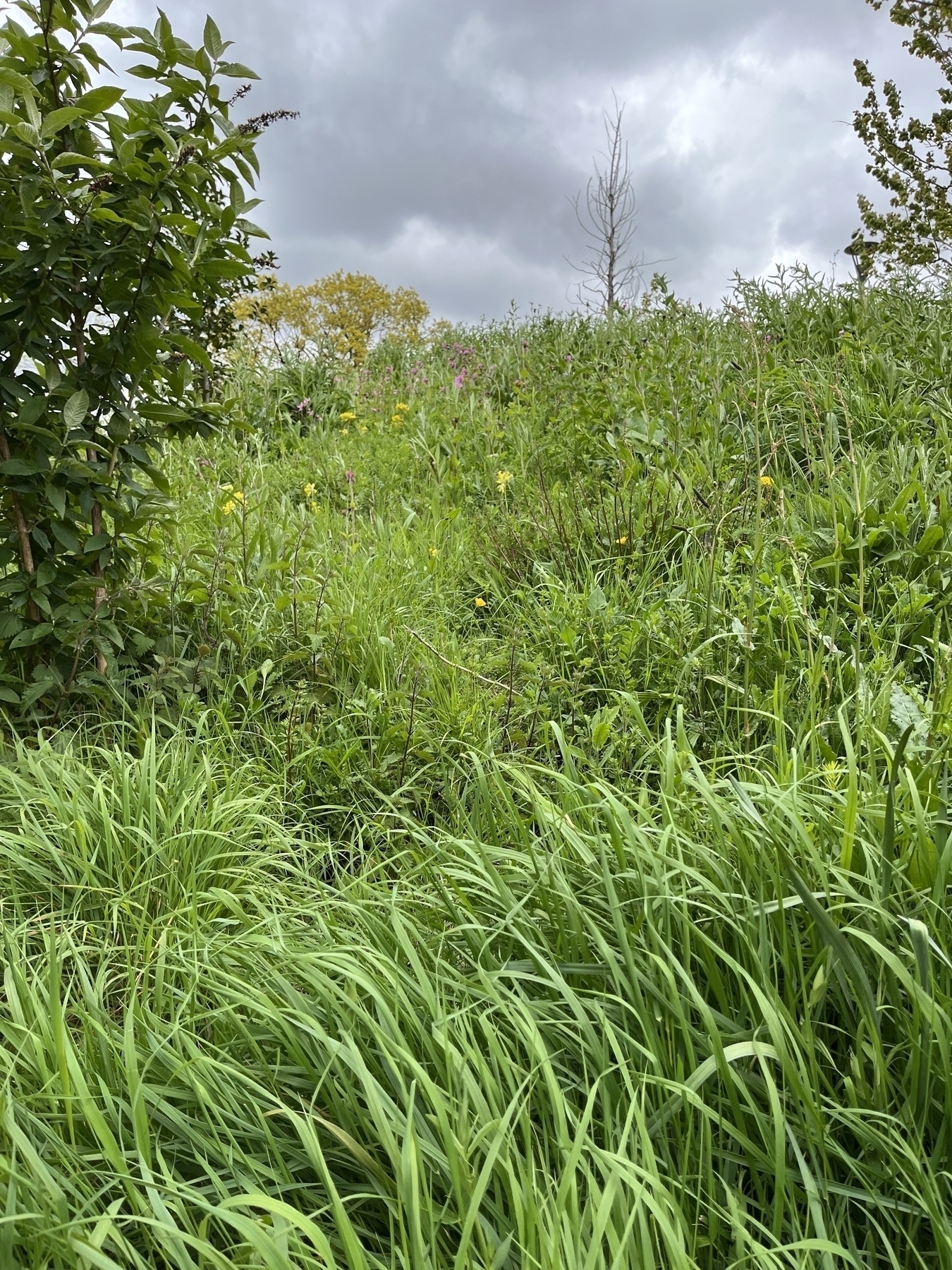 View up a bank, with drifts of grasses, scattered with a few wild flowers. A grey sky can be seen above the bank’s top. 
