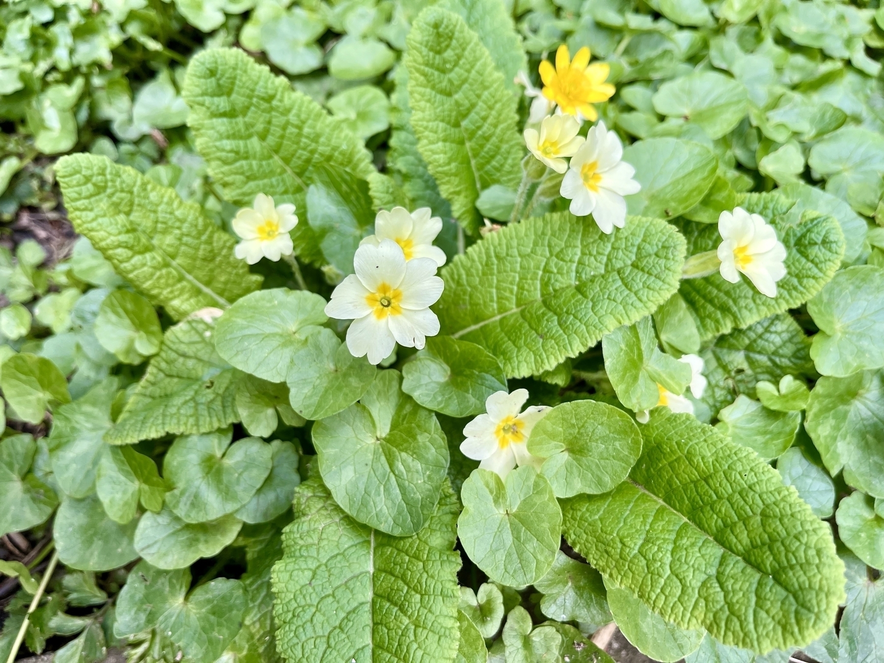 Yellow primrose and celandine flowers at the centre of a rosette of leaves. 