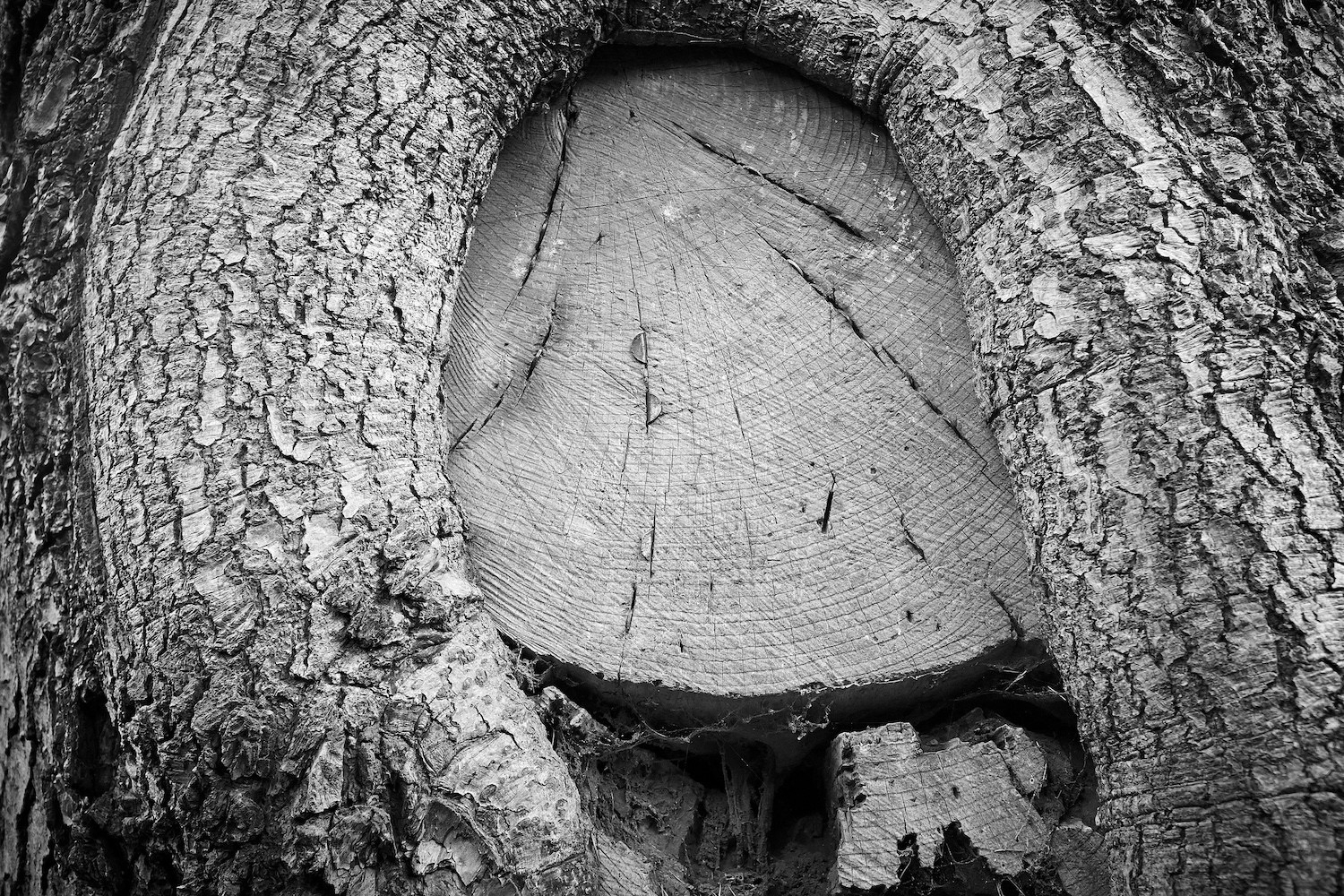 A monochrome closeup of a severed branch on a tree trunk, revealing old coins pushed into cracks in the wood, some bent over.