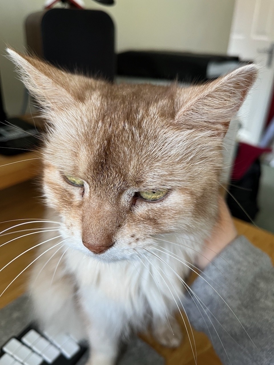 Close up of the face of a pale ginger and white (a colour officially called sorrel silver) cat, sitting on a desk (nearly on top of a keyboad) and getting scritches from the photographer.