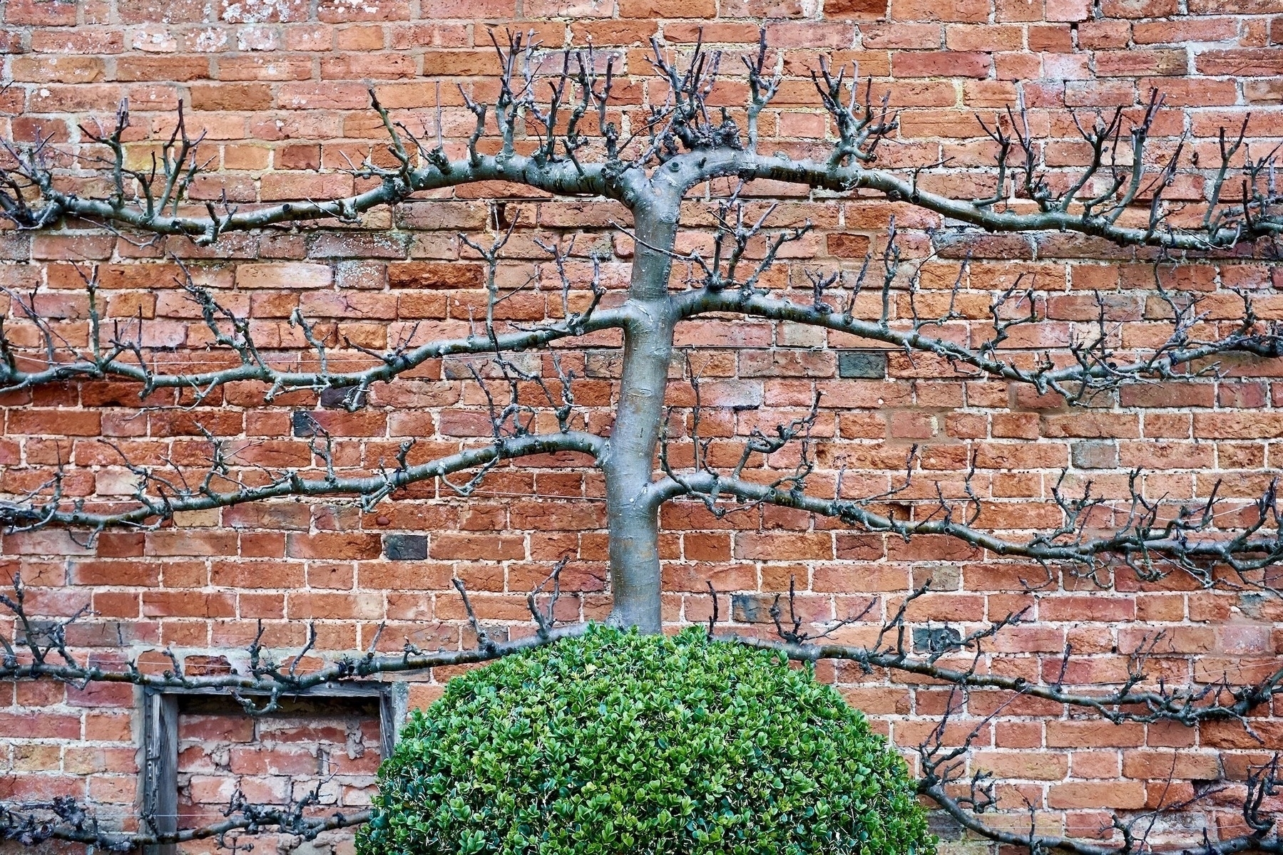 A fruit tree, bare of leaves, trained in the ‘espallier’ style to grow flat against a brick wall, with the branches growing horizontally. At the base of the tree, there is a box plant clipped into a ball.