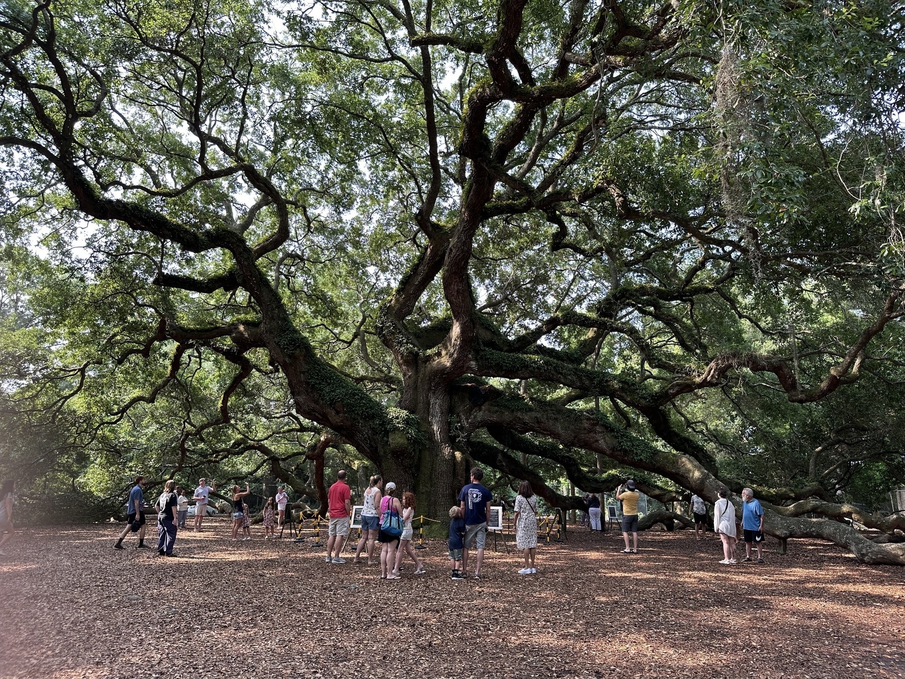 Picture of the Angel Oak in South Carolina.