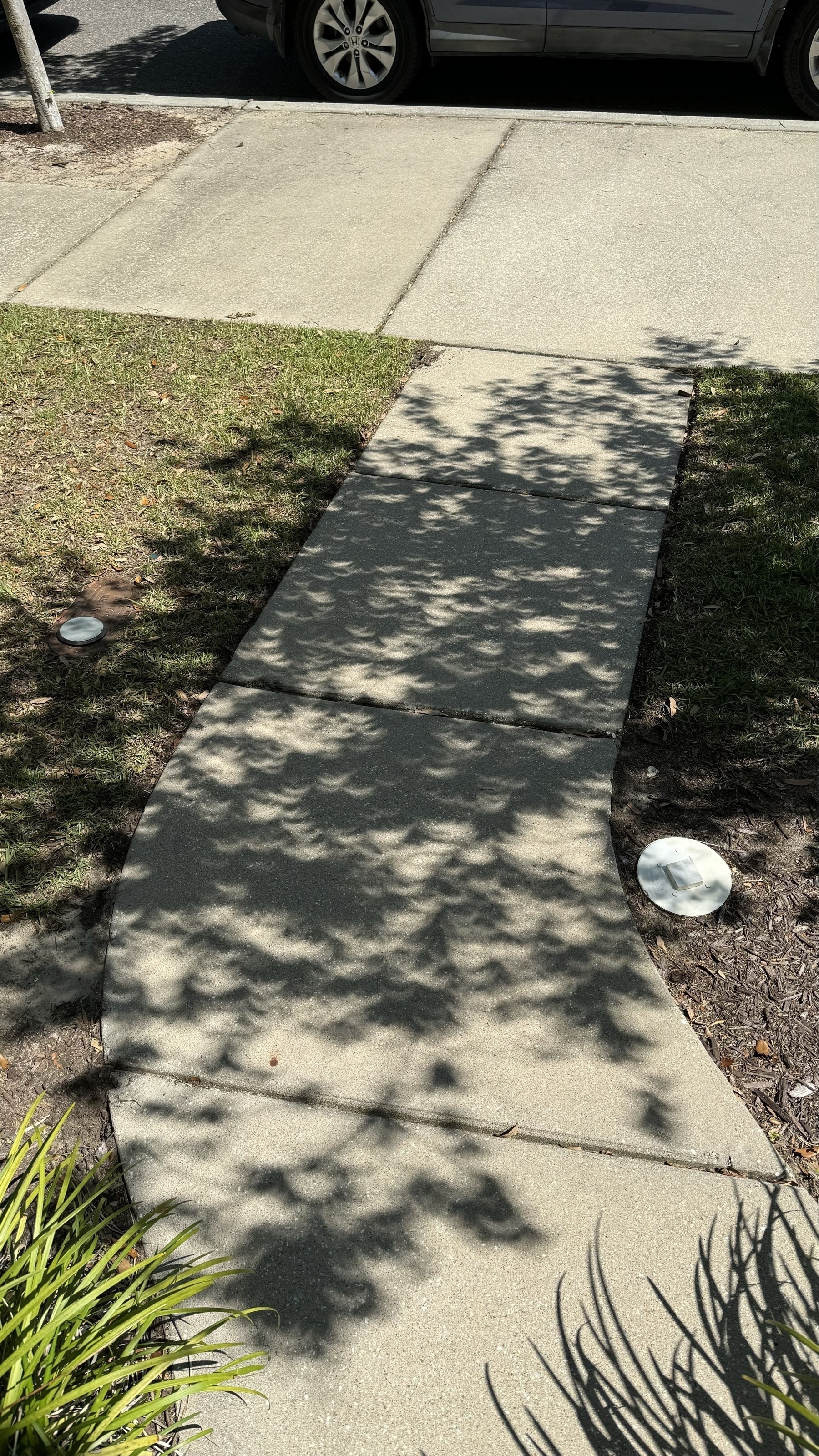 shadows produced by a tree during the eclipse.