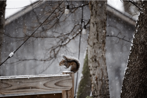 Animated gif of squirrel