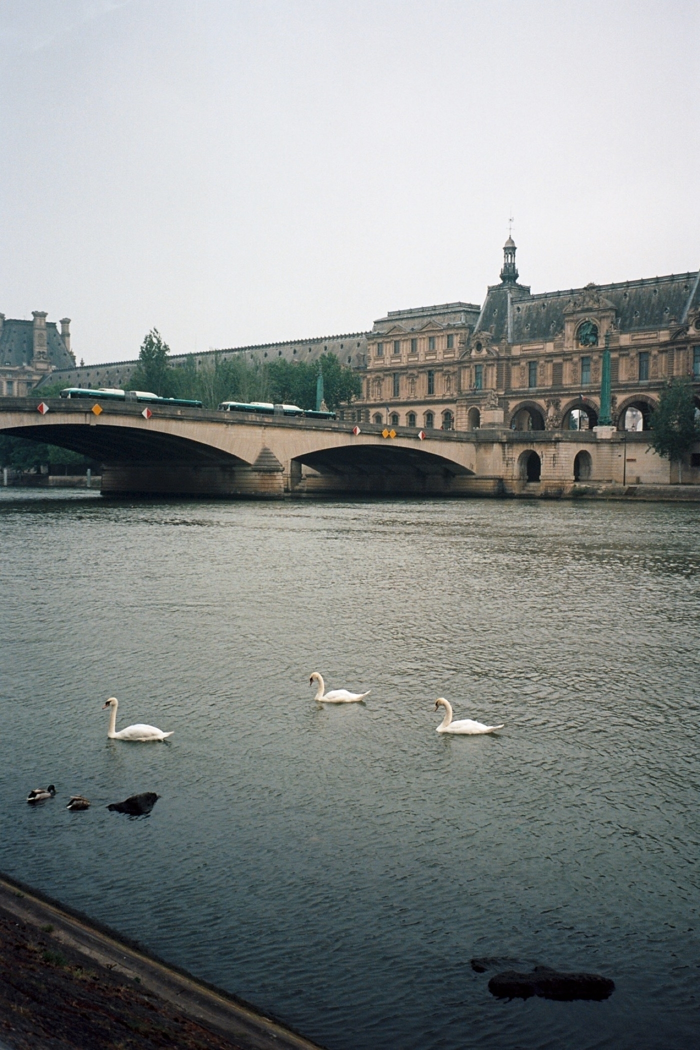 The Siene, PAris, France. Swans. Photo taken with Leica Z2X in Paris by Josh Withers.