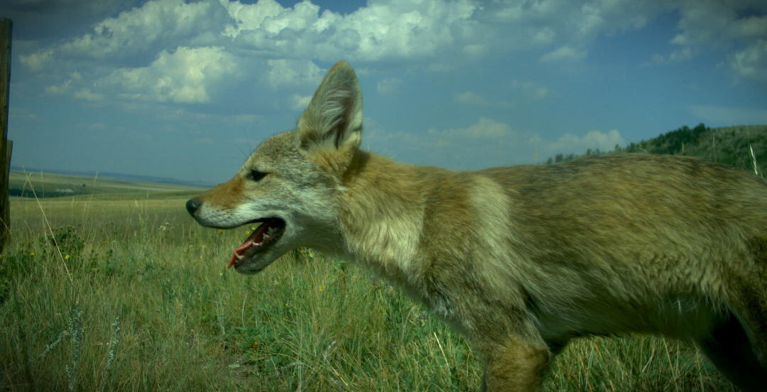 Fox in a field, panting from the heat Fox in a field, panting from the heat