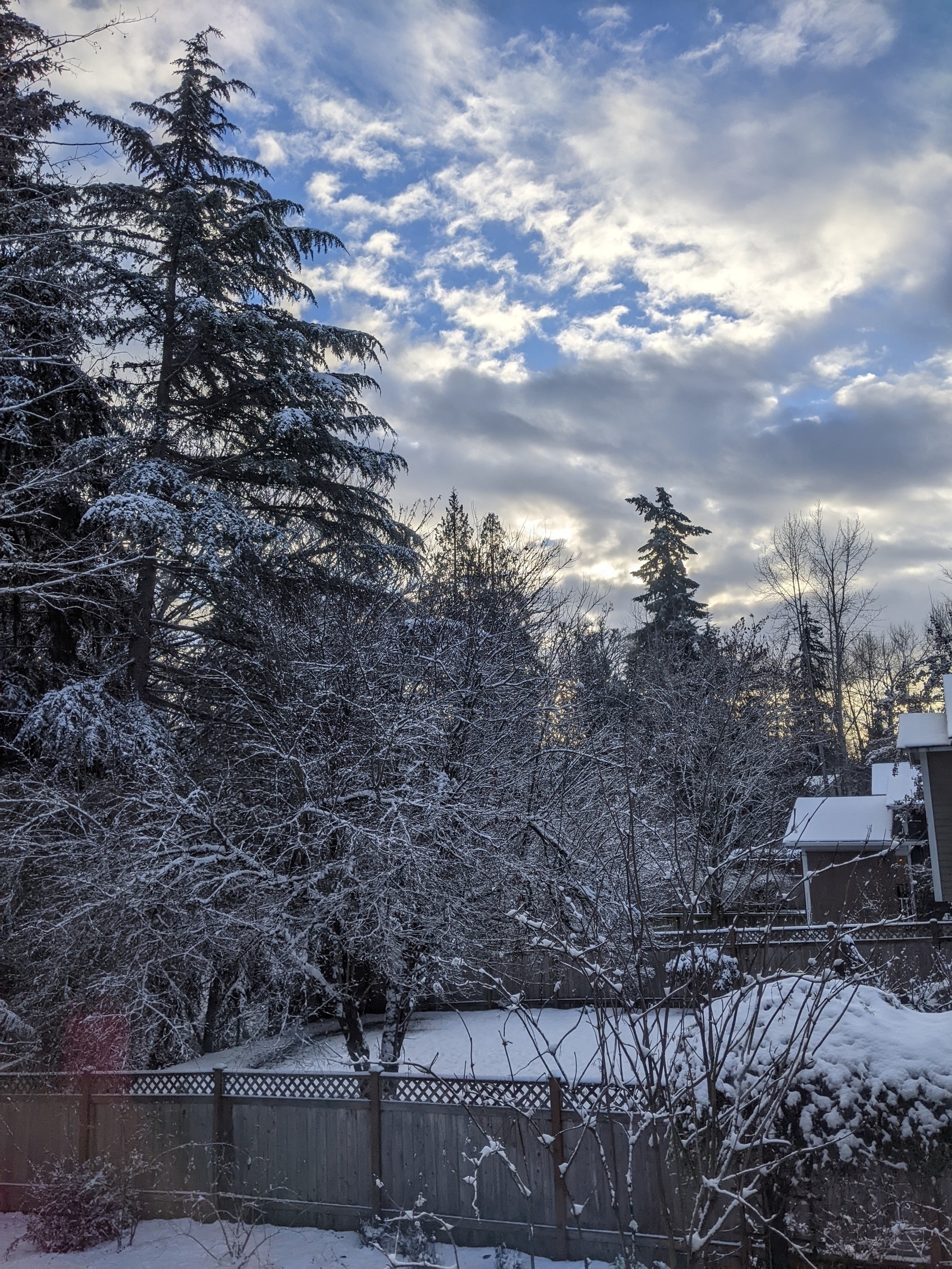 Blue sky gray clouds, and a warm horizon glow above a snowy suburban backyard edged with tall conifers