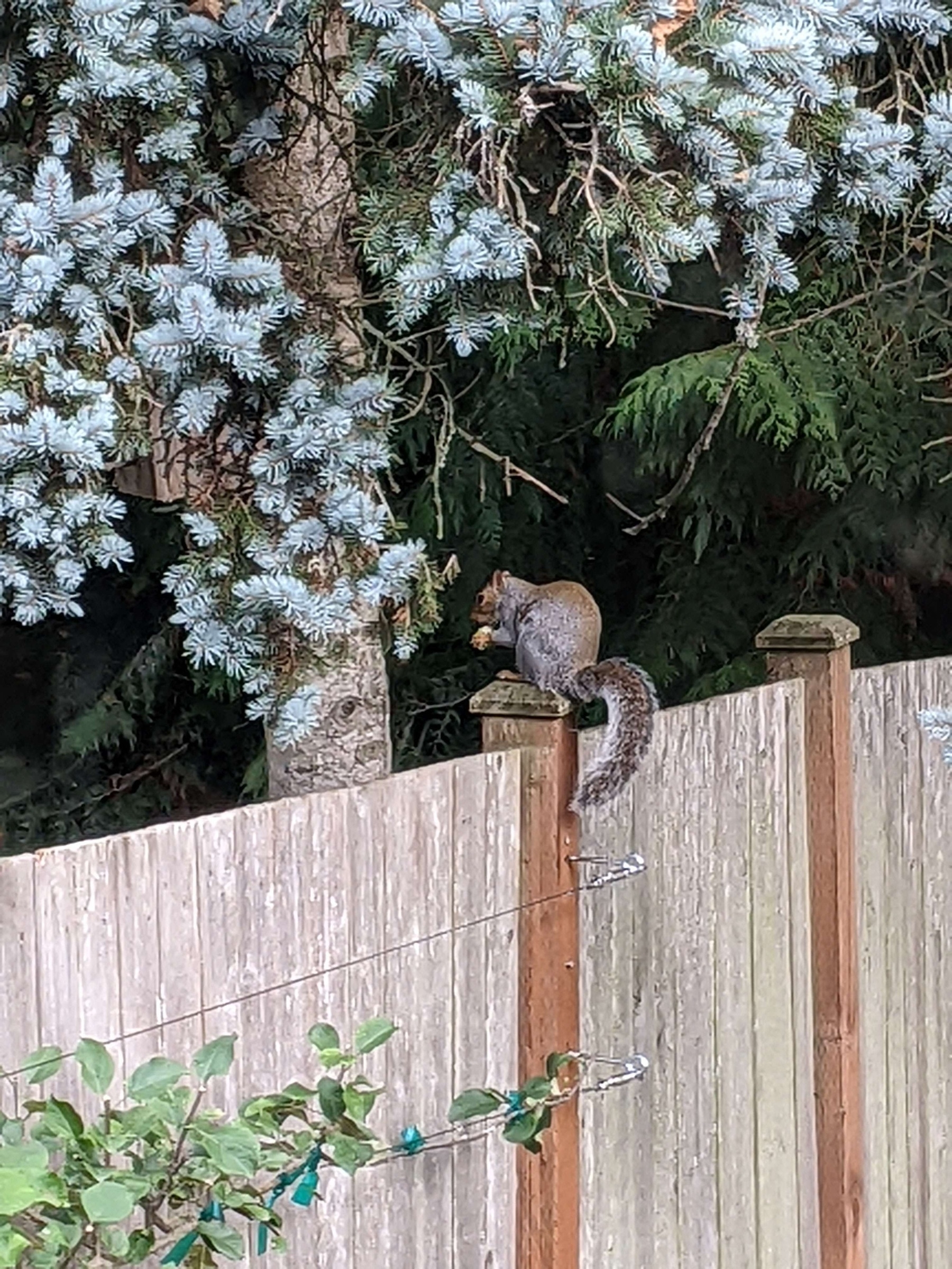 Squirrel perches on fencepost, eating a green fig, under a blue spruce 