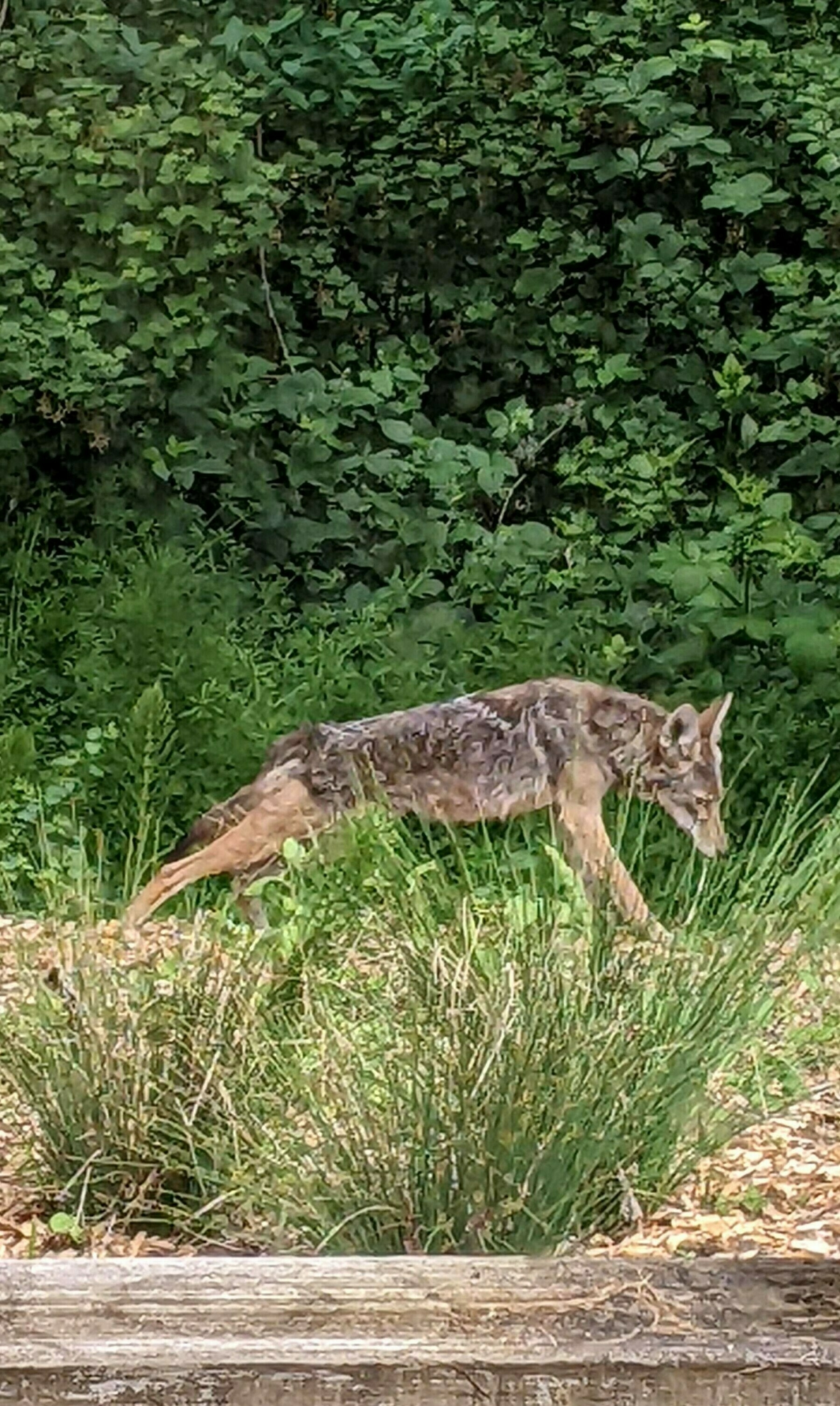 coyote stretching its back legs 