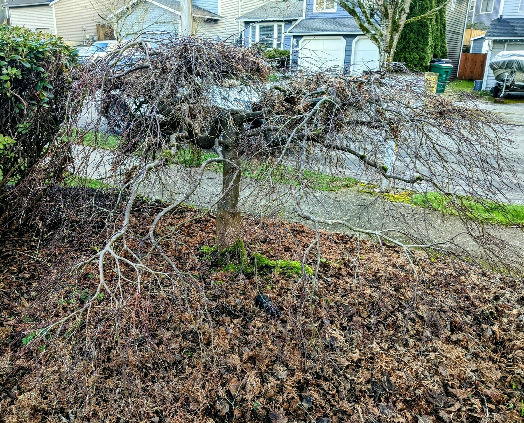 Japanese maple after clearing dead wood 