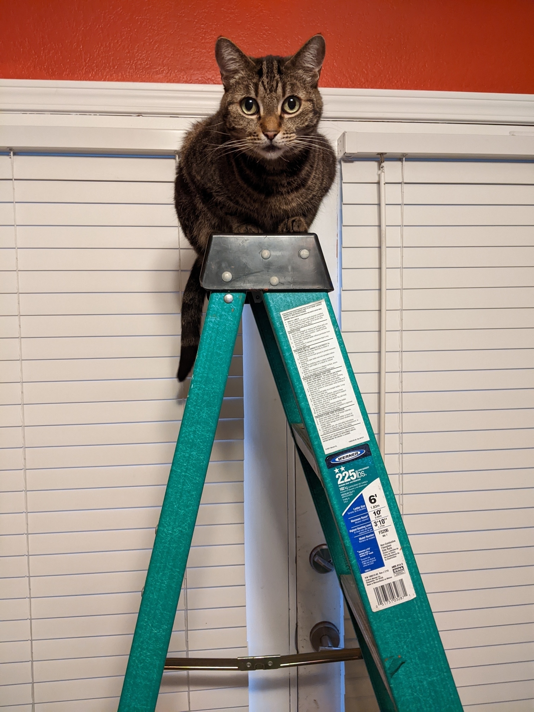 Brown tabby perches atop a green ladder in front of an orange wall with French doors, looking straight into the camera