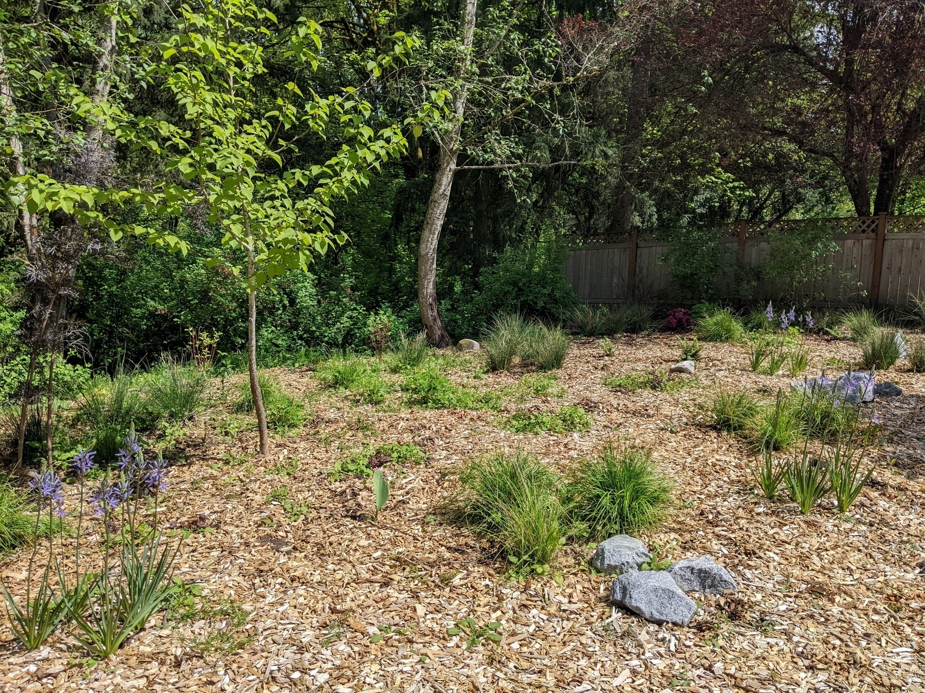 wide angle view of yard with three patches of flowering camas 