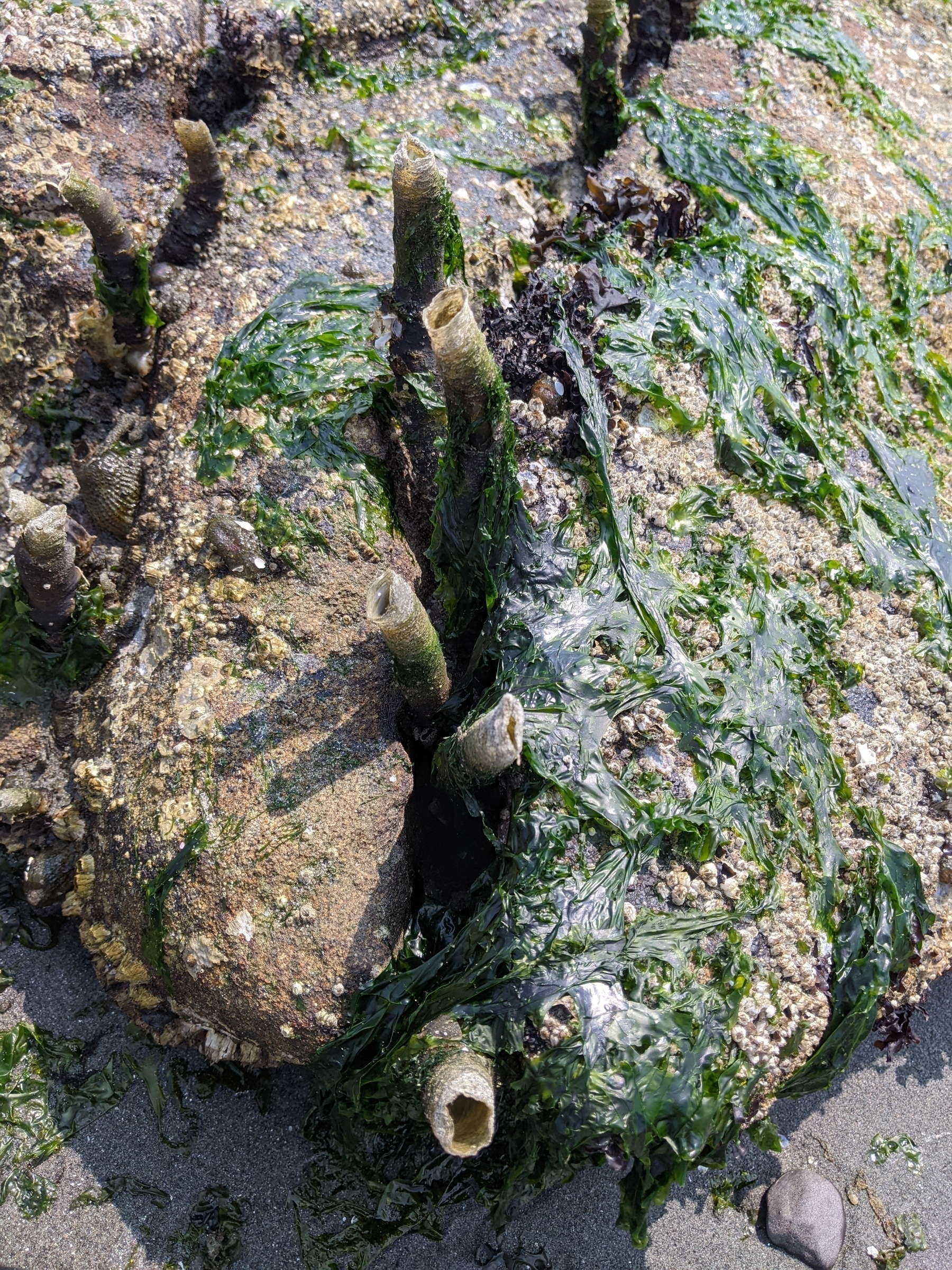 tubeworm shells (?) stick up out of a crack between barnacle crusted, seaweed draped rocks 