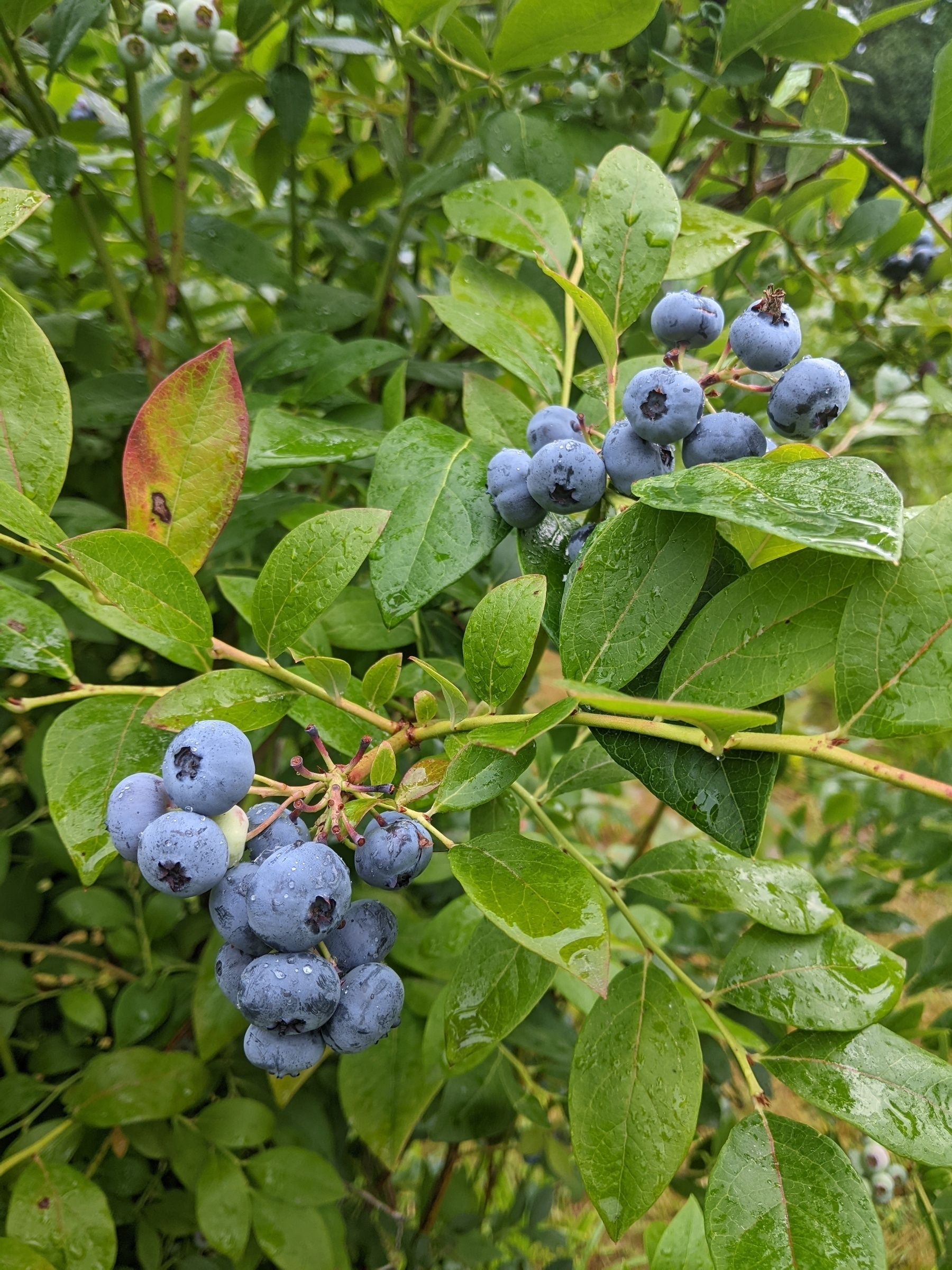 plump, dusky ripe blueberries in two clumps hang from a blueberry shrub 
