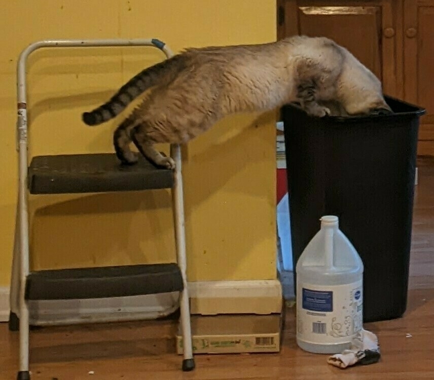 white cat balancing with back feet on stepstool and front paw on the rim of a tall recycle bin, head down as he digs out a can