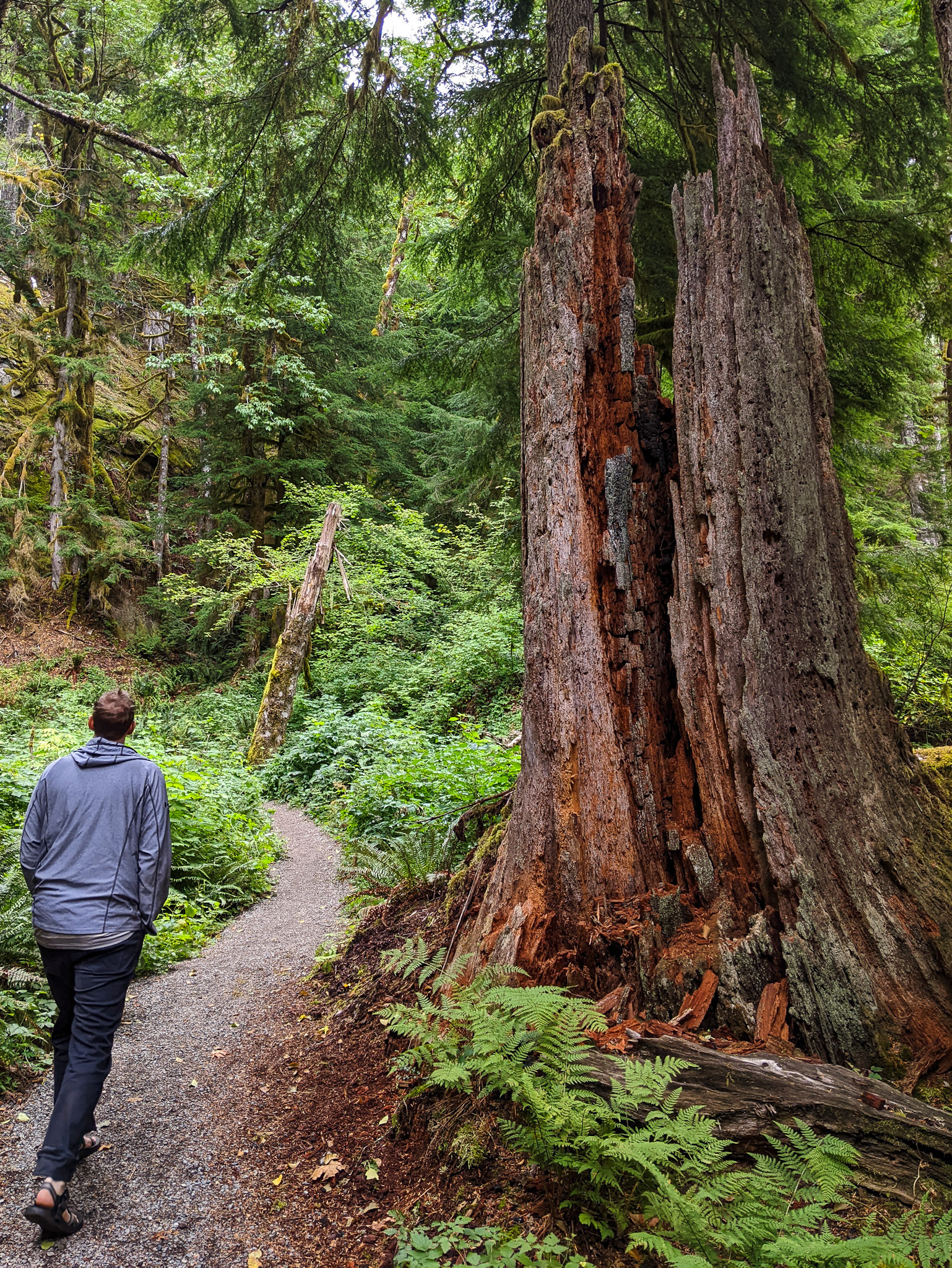 man walks along a smooth track through a bright forest beside a towering cedar stump, its rich red crumbling core exposed by a split down the middle 
