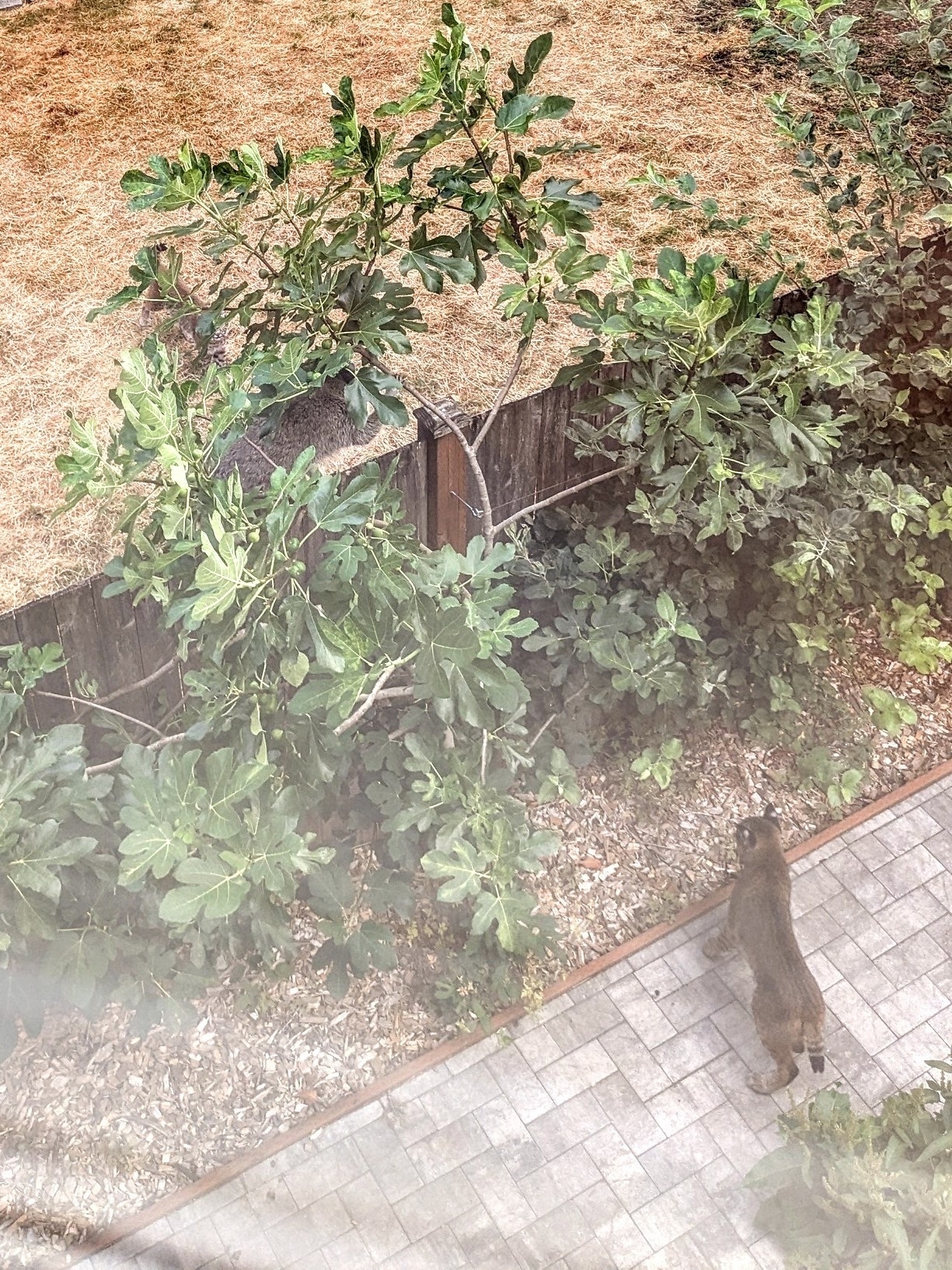 A bobcat stands on a path beneath a fat raccoon in a small fig tree beside a fence in a suburban yard. On the far side of the fence, a second bobcat is obscured by foliage