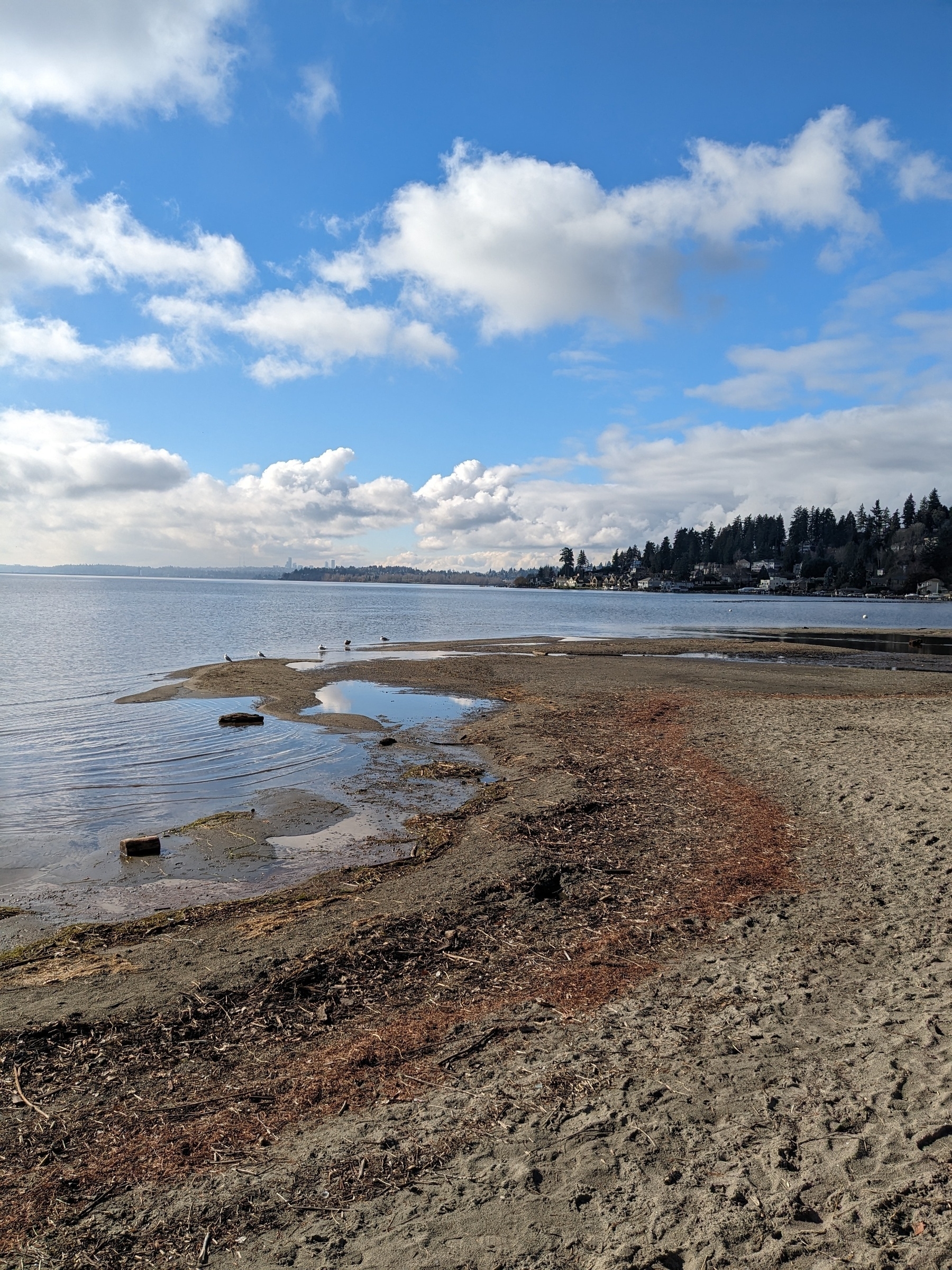 a few seagulls wade in shallow water at the lake edge on a sunny day with puffy clouds, Seattle hazy in the distance 