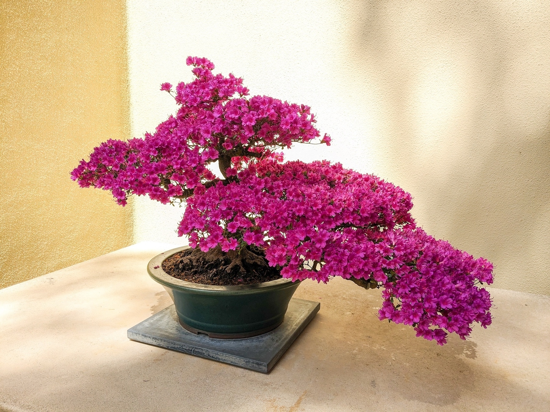 flowering pink azalea bonsai