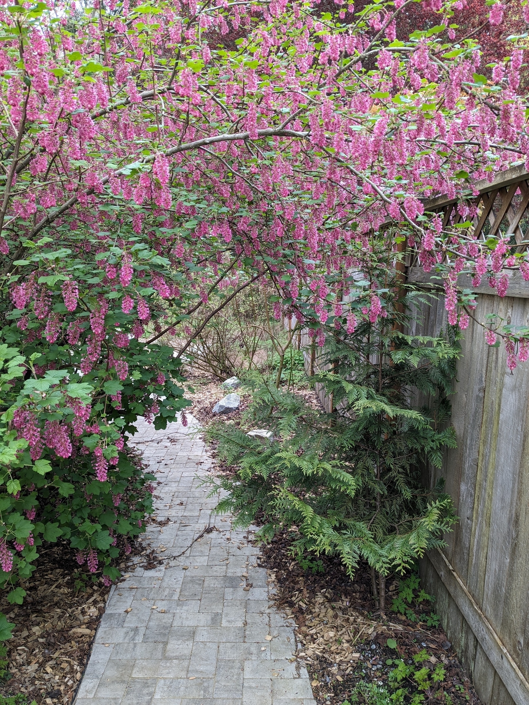 garden path between house and fence over arched by red flowering currant with bunches of dangling hot pink racemes of flowers 