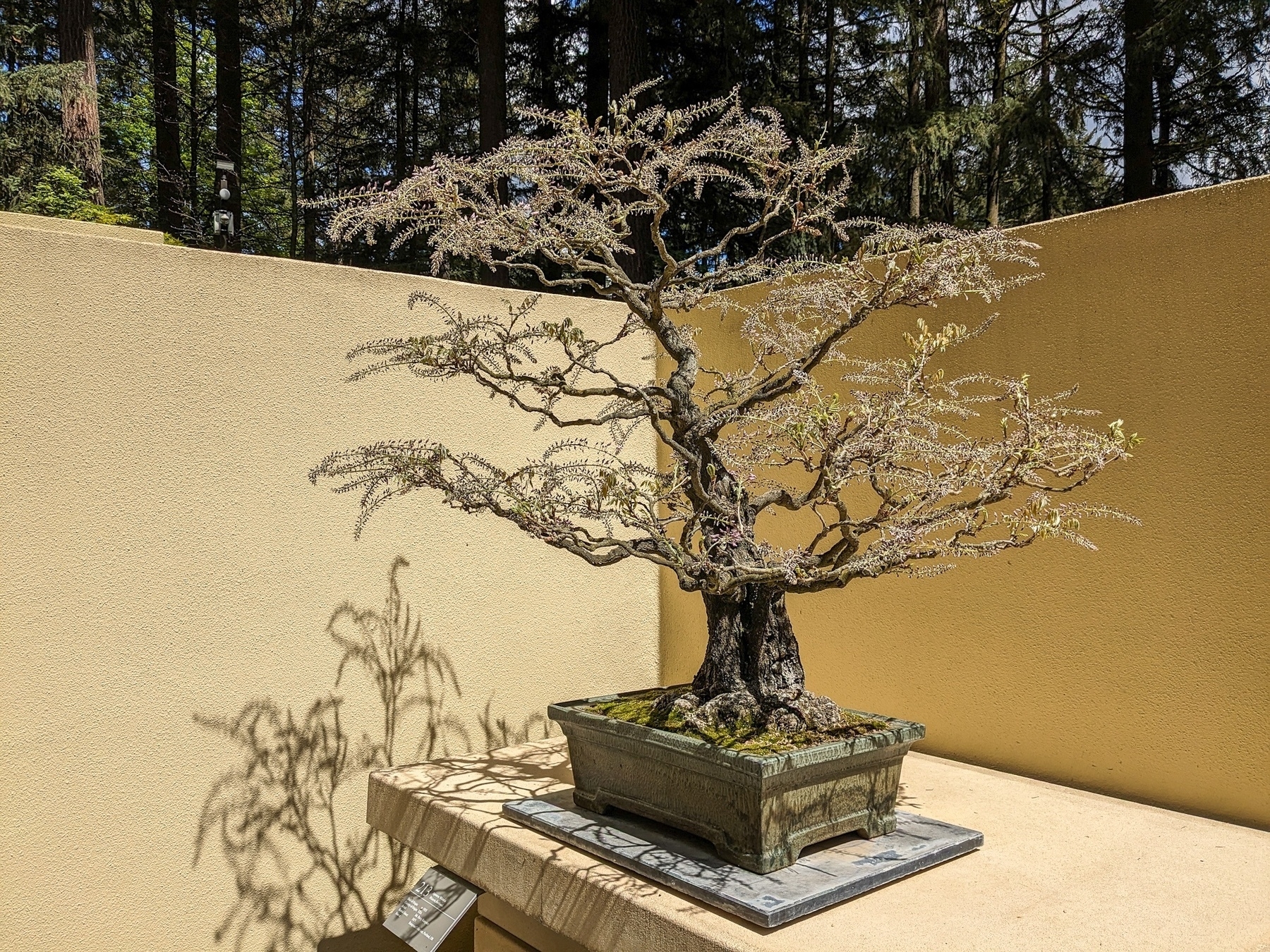 wisteria bonsai on the verge of flowering 