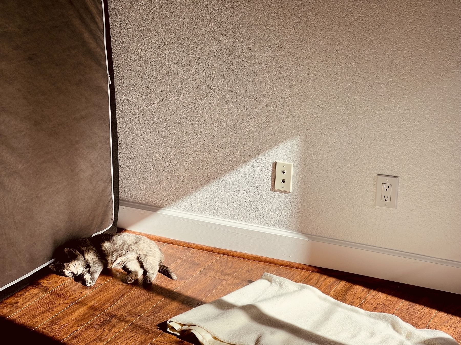 A small grey cat sleeping on the floor in the sunlight coming from an off-camera window. 