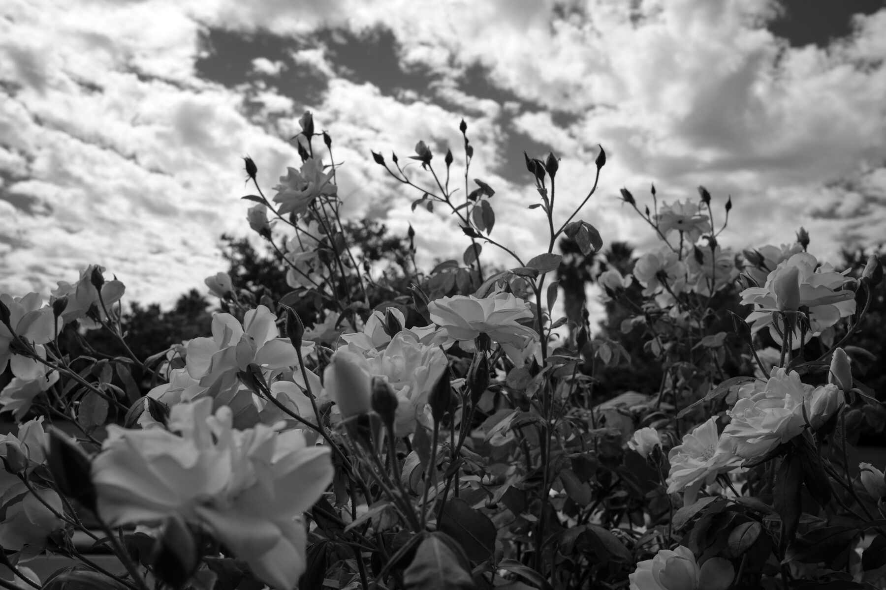 In black and white, white roses, leaves, and stems in the foreground with a cloudy sky in the background. 