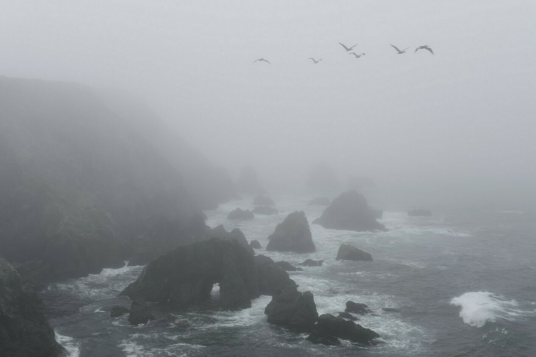 A foggy, rocky ocean coastline with a v-formation of seagulls passing through the upper right of the frame. 