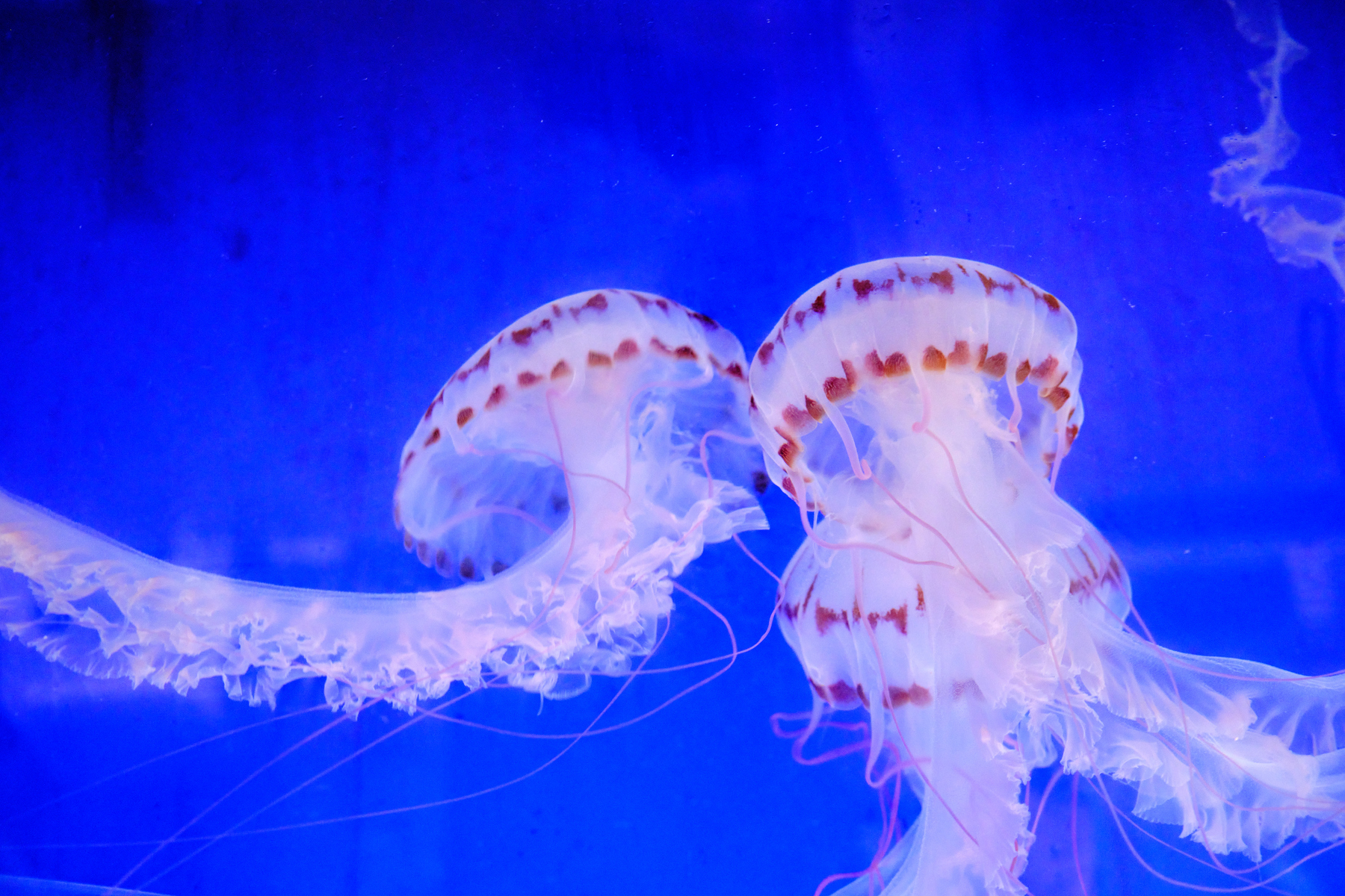 Against the dark blue background of the tank, three purple-striped jellyfish drift towards each other in the middle of the frame while their tentacles stretch out towards the sides. 