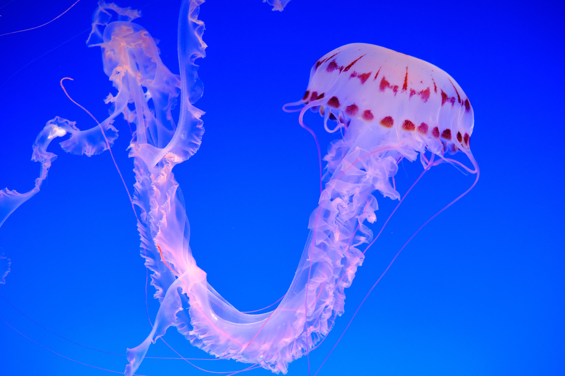 A single jellyfish positioned in a u-shape and taking up the middle of the frame.