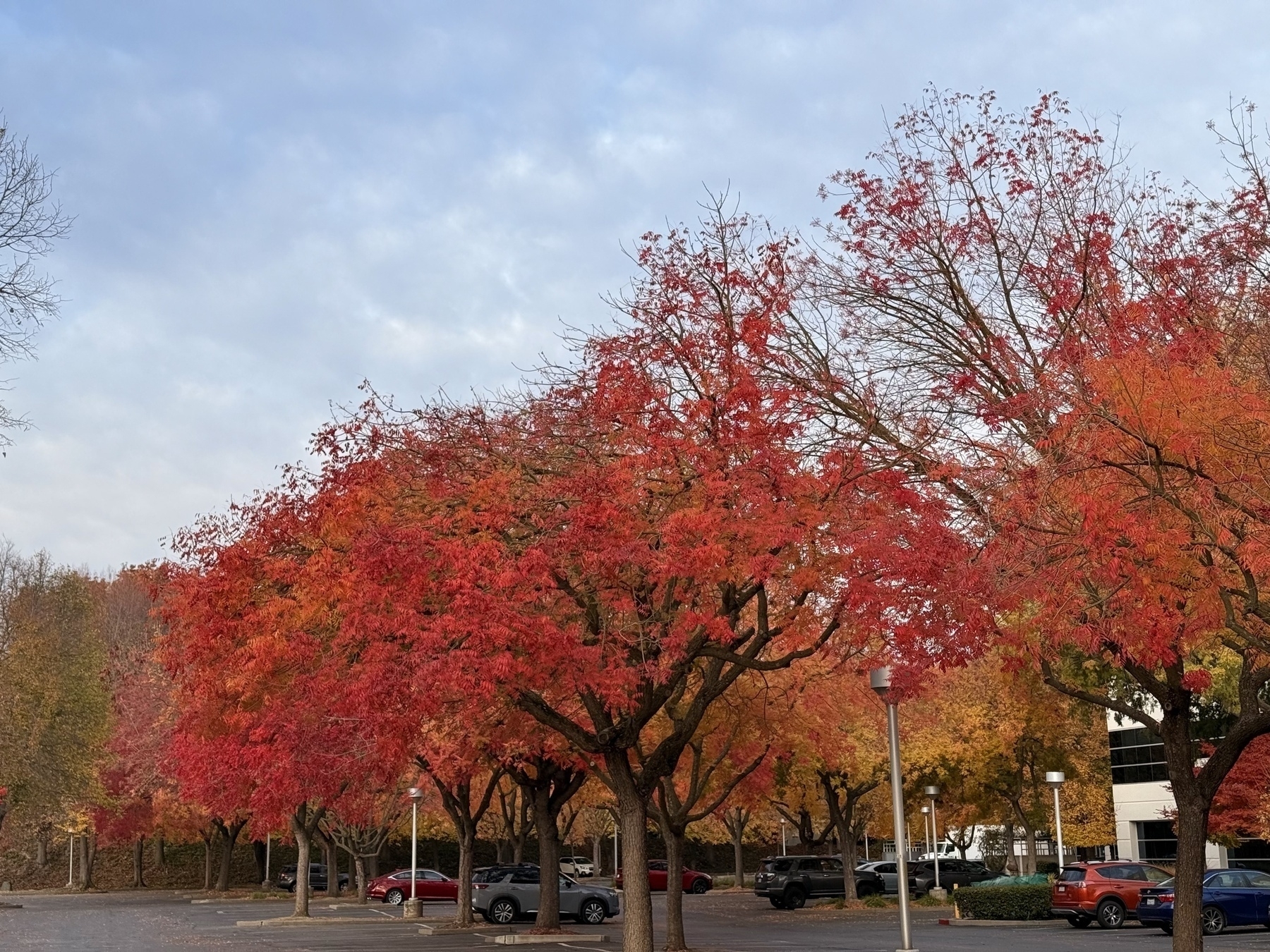 A mix of red, orange, and yellow leaves on trees, lining different rows of a parking lot next to a building.