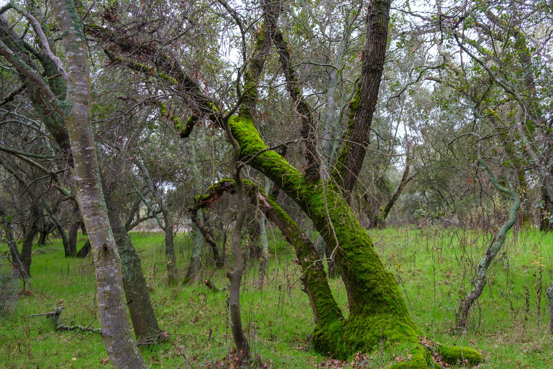 A tree grows slanted to the left of frame. Moss grows on the lower third of the tree trunk. 