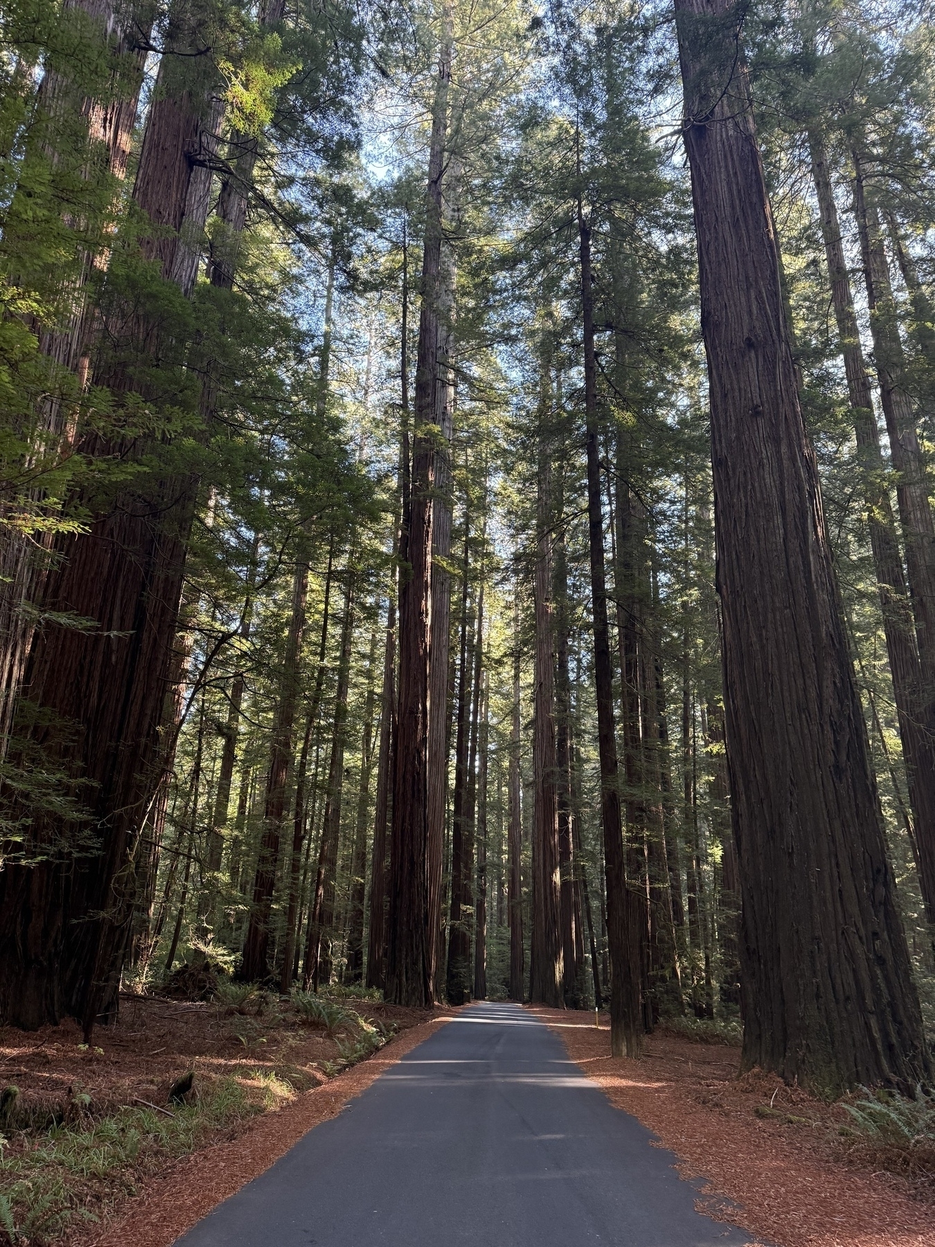 A paved road leading through California redwood trees. 