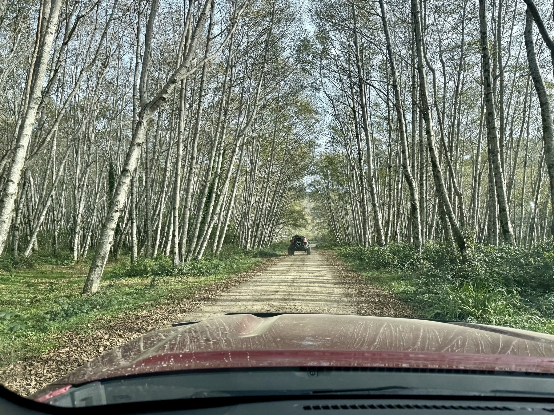 A flat dirt road with rows of trees on both sides. 