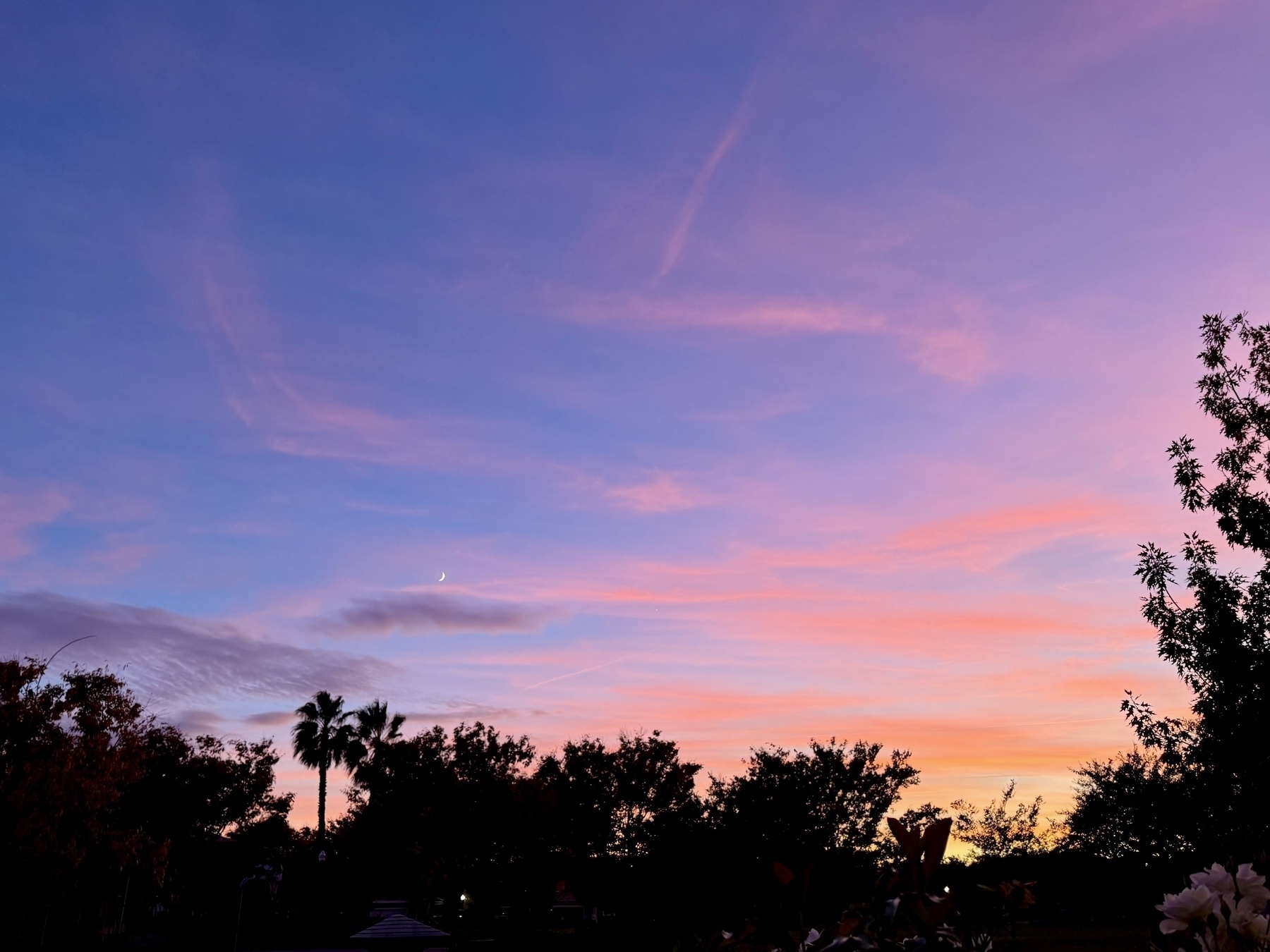 A purple hued sunset bordered by tree tops on the bottom and along the right side of the frame.