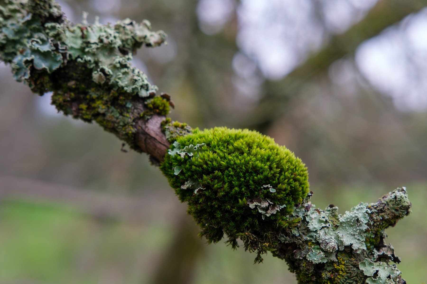 Different moss and lichen, with different shades of green, grow on a tree branch. 