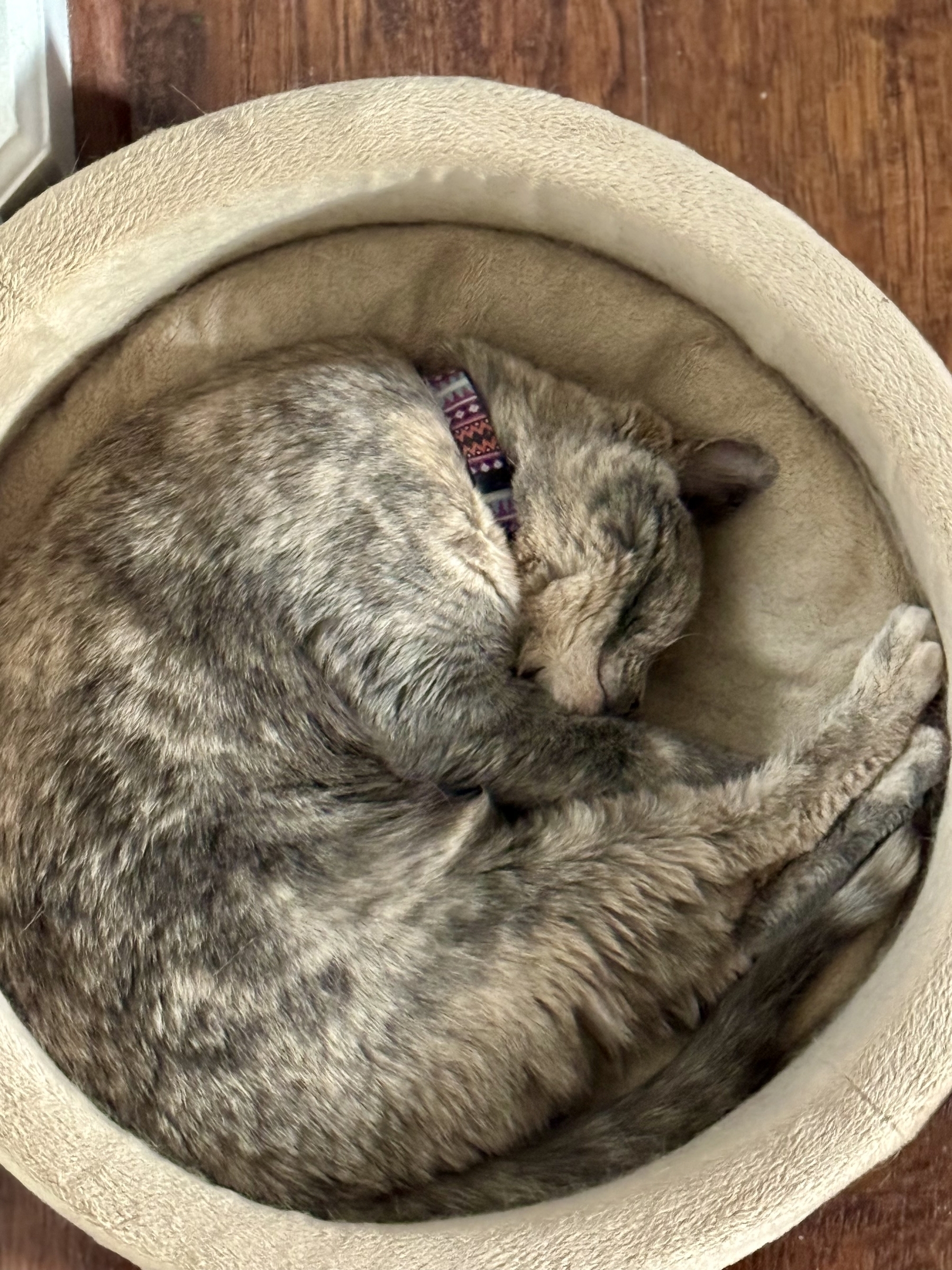 A cat sleeping. The cat bed is circular and the cat is curled to match, with her head and all four of her feet meeting. 