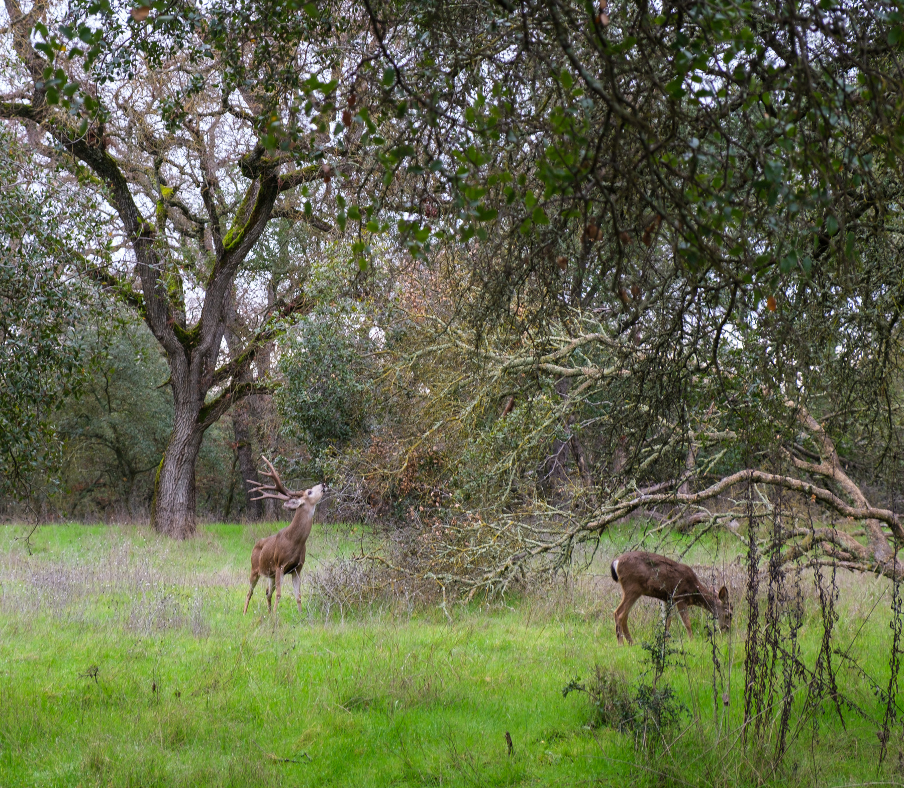On the left of the frame, a buck (deer) eating leaves from the low branches of a tree. A doe (deer) is grazing the grass on the right of the frame. 
