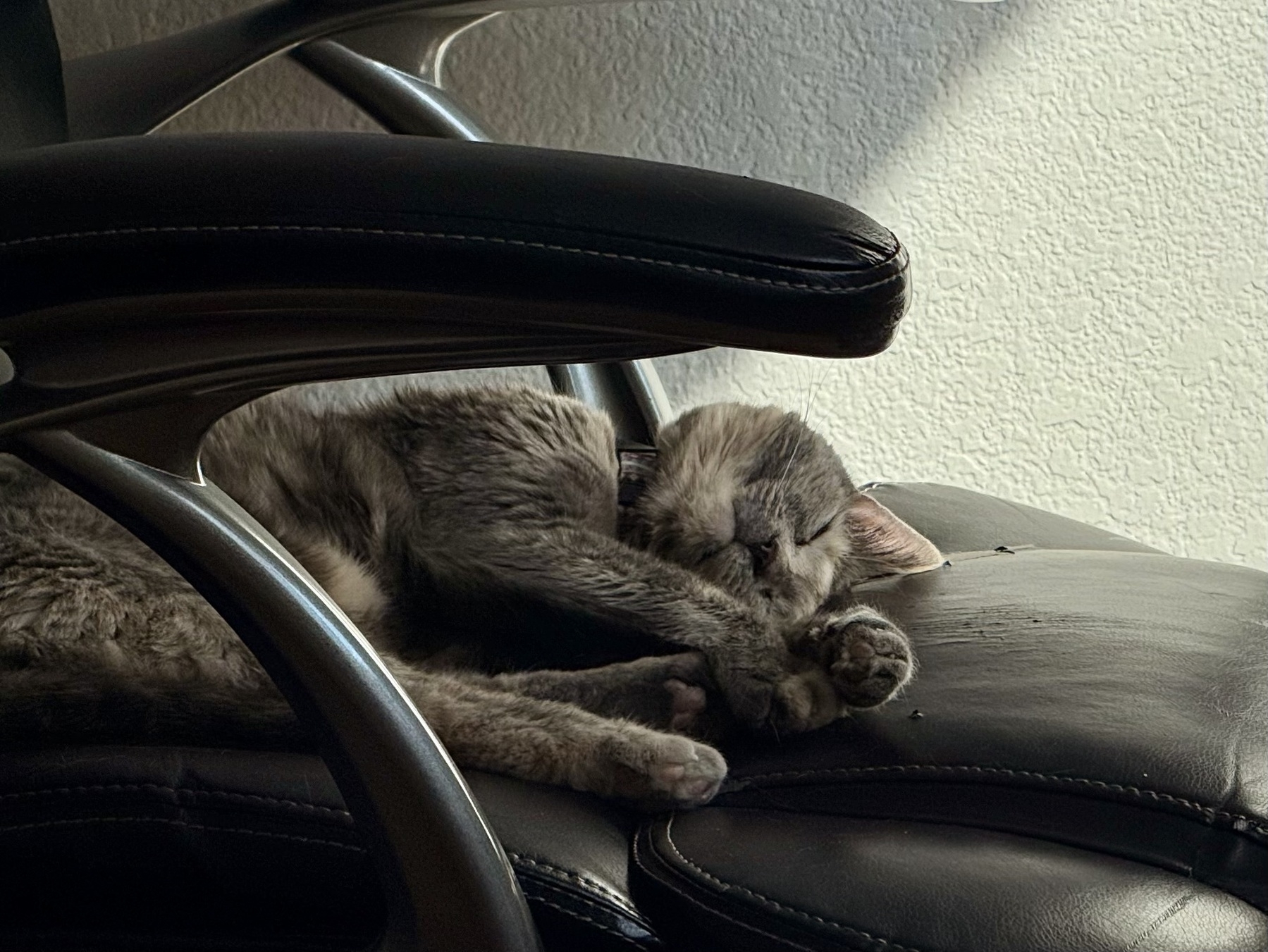 a cat naps on an old office chair