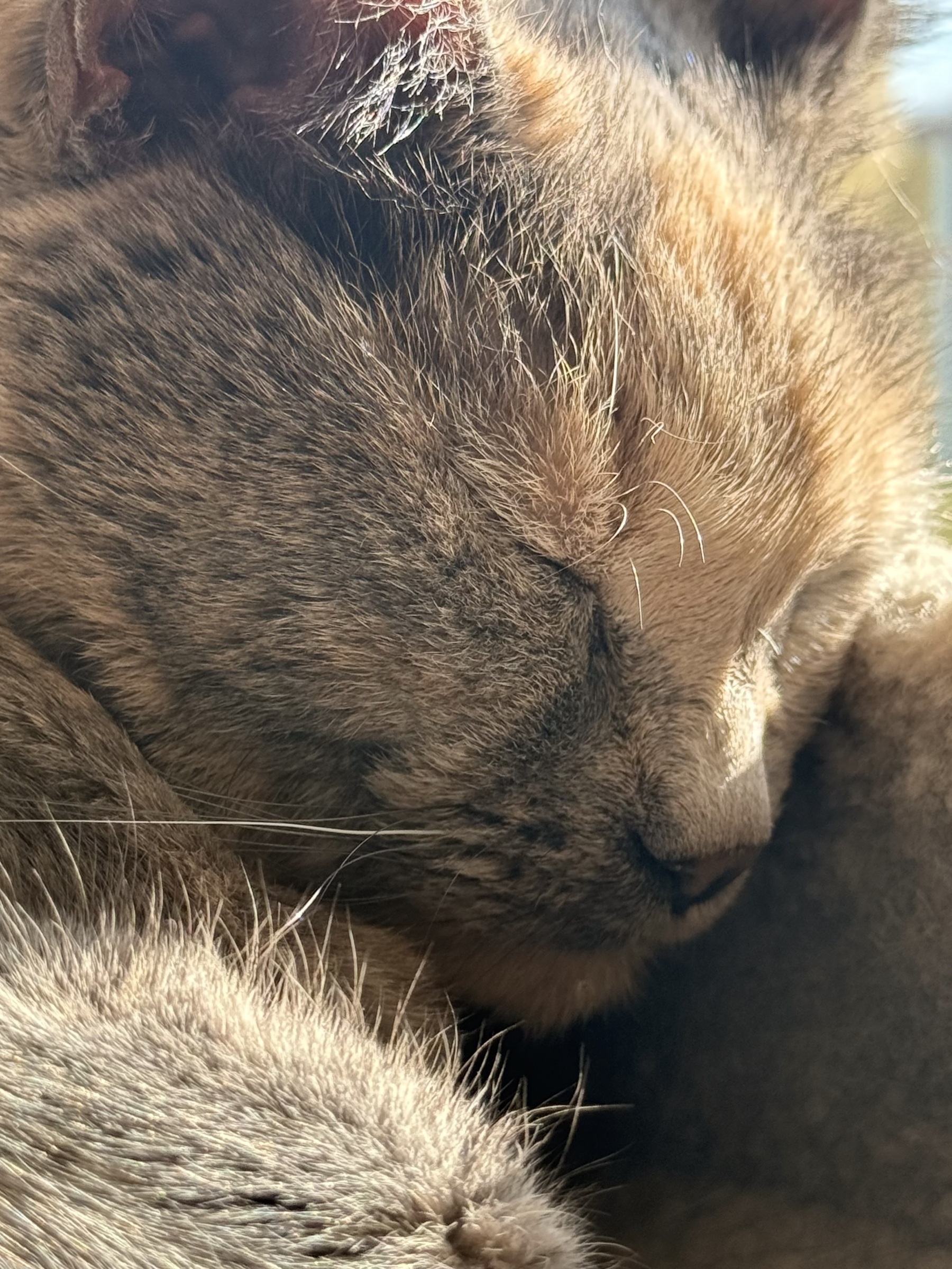 a very close up picture of a cat asleep in the sunlight. 