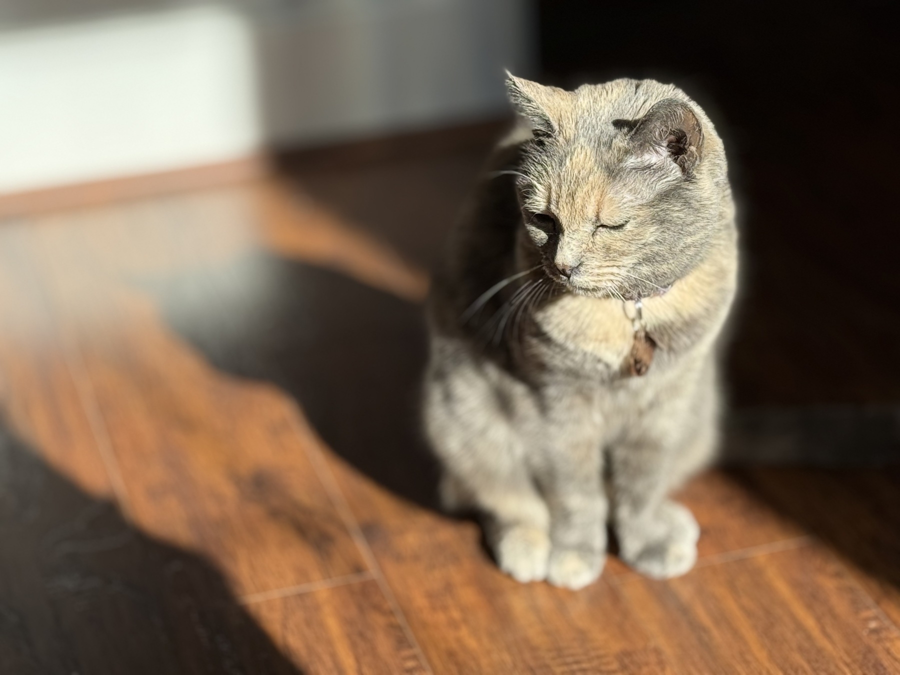 A small cat squints into the sunlight coming from a nearby window. 