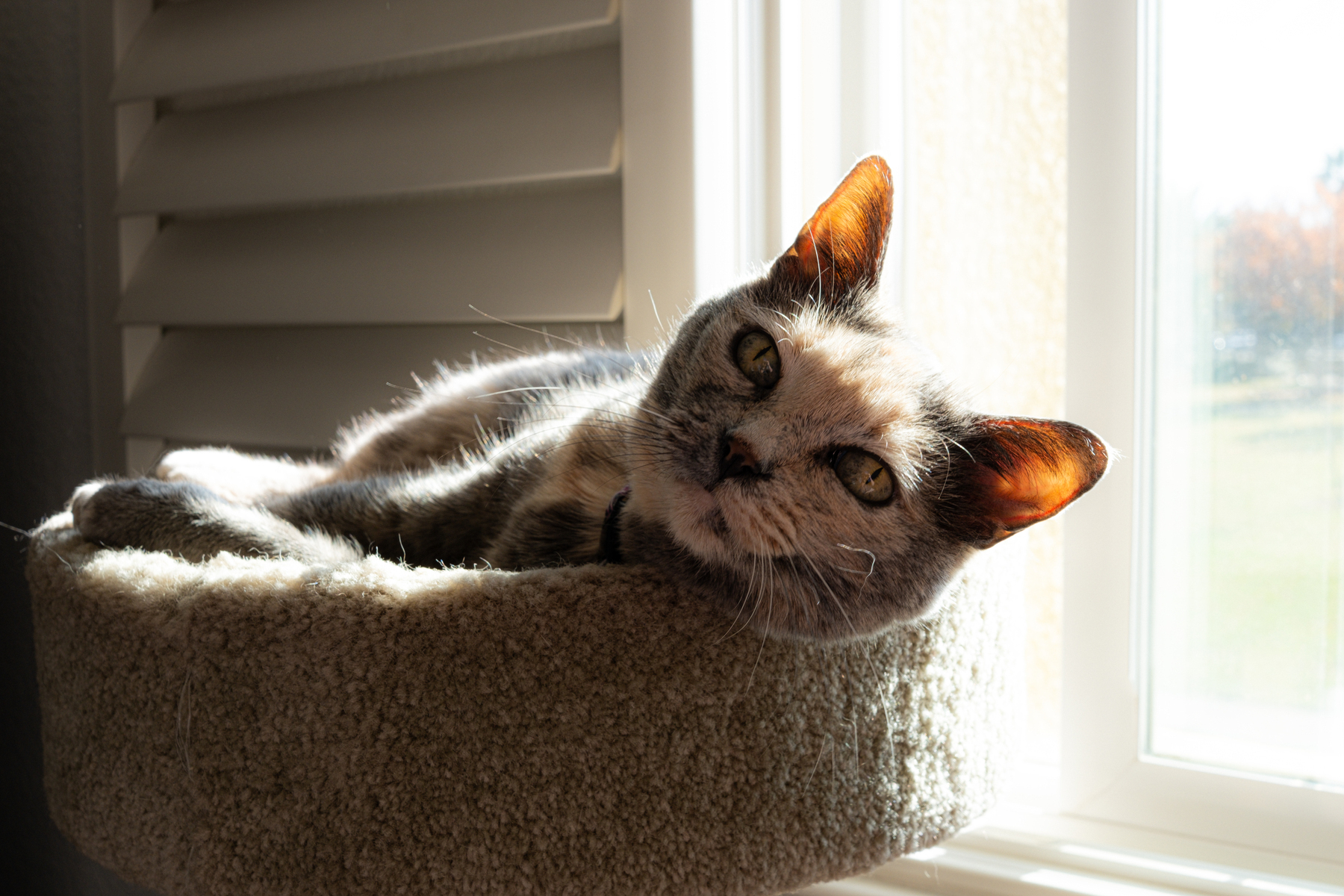 a cat sun bathing in the afternoon sunlight through a window is looking directly into the camera. 