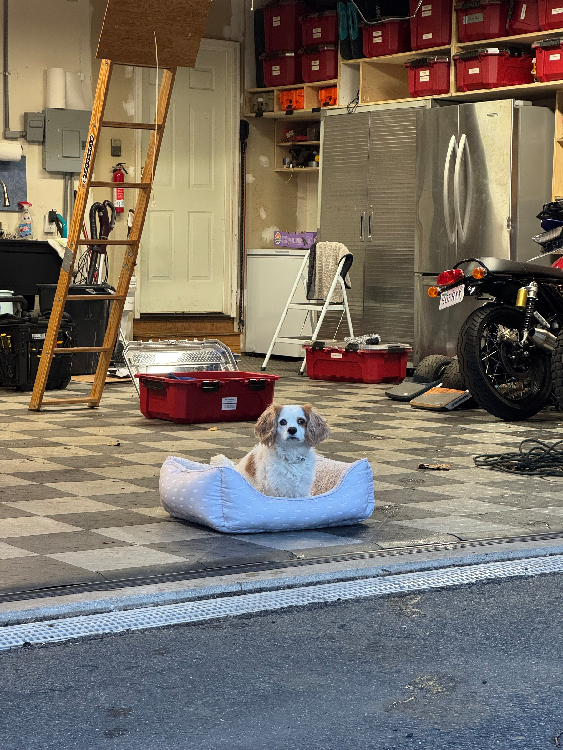 A dog rests in a small bed in an organized garage with various tools, storage containers, and a motorcycle.