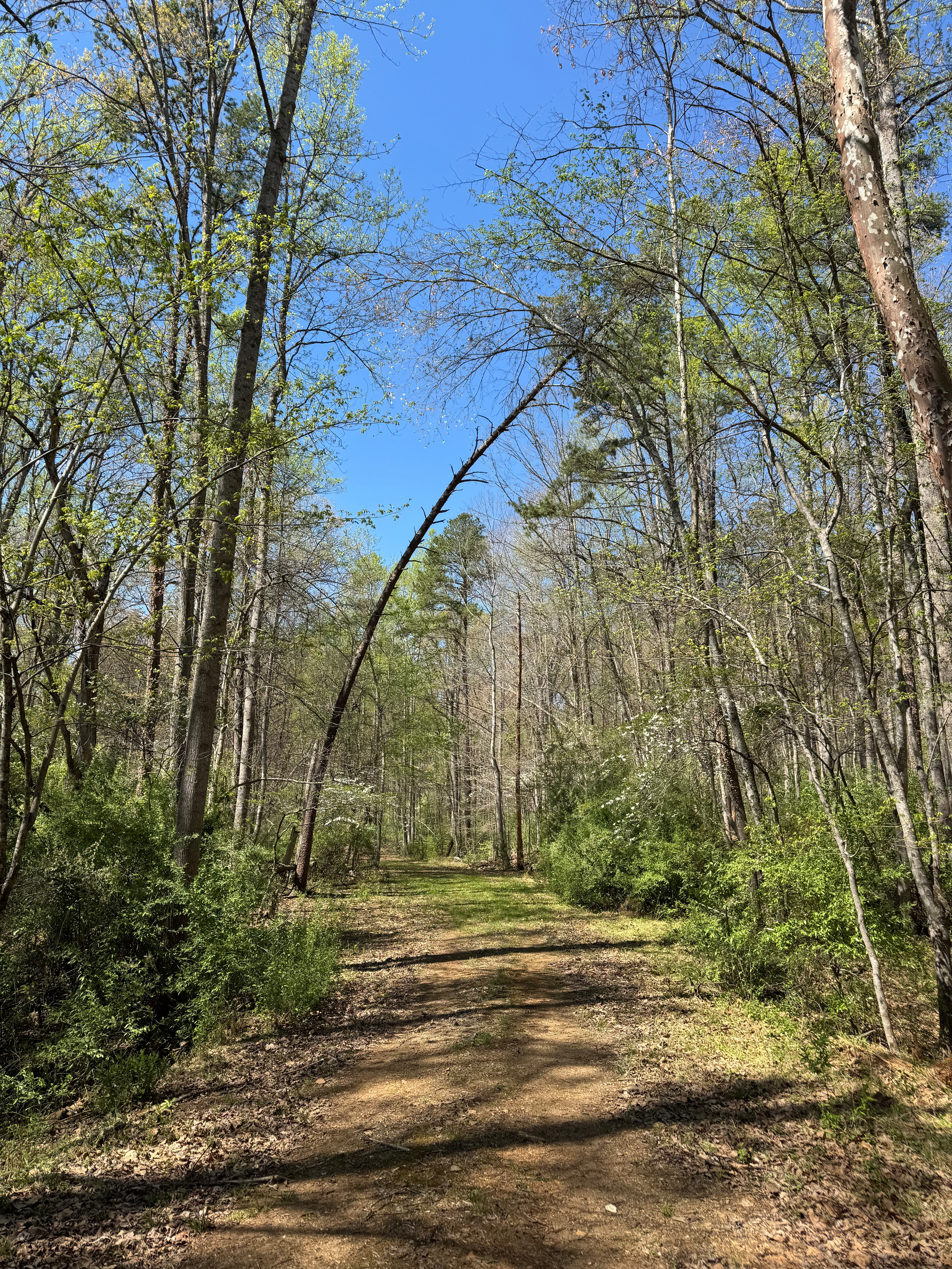 A dirt path winds through a lush, green forest under a clear blue sky with a tree leaning across the path. 