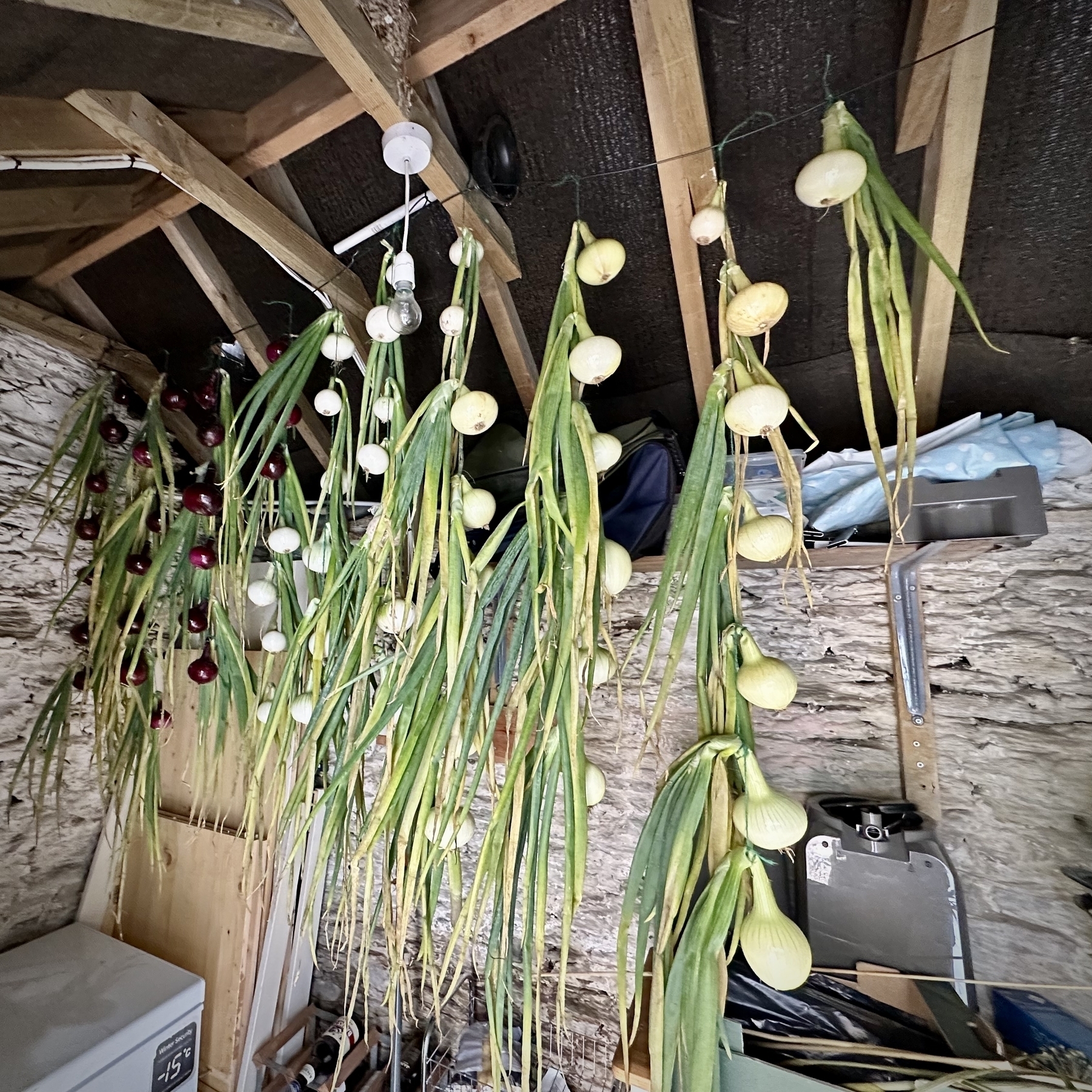 photo of onions hanging on string