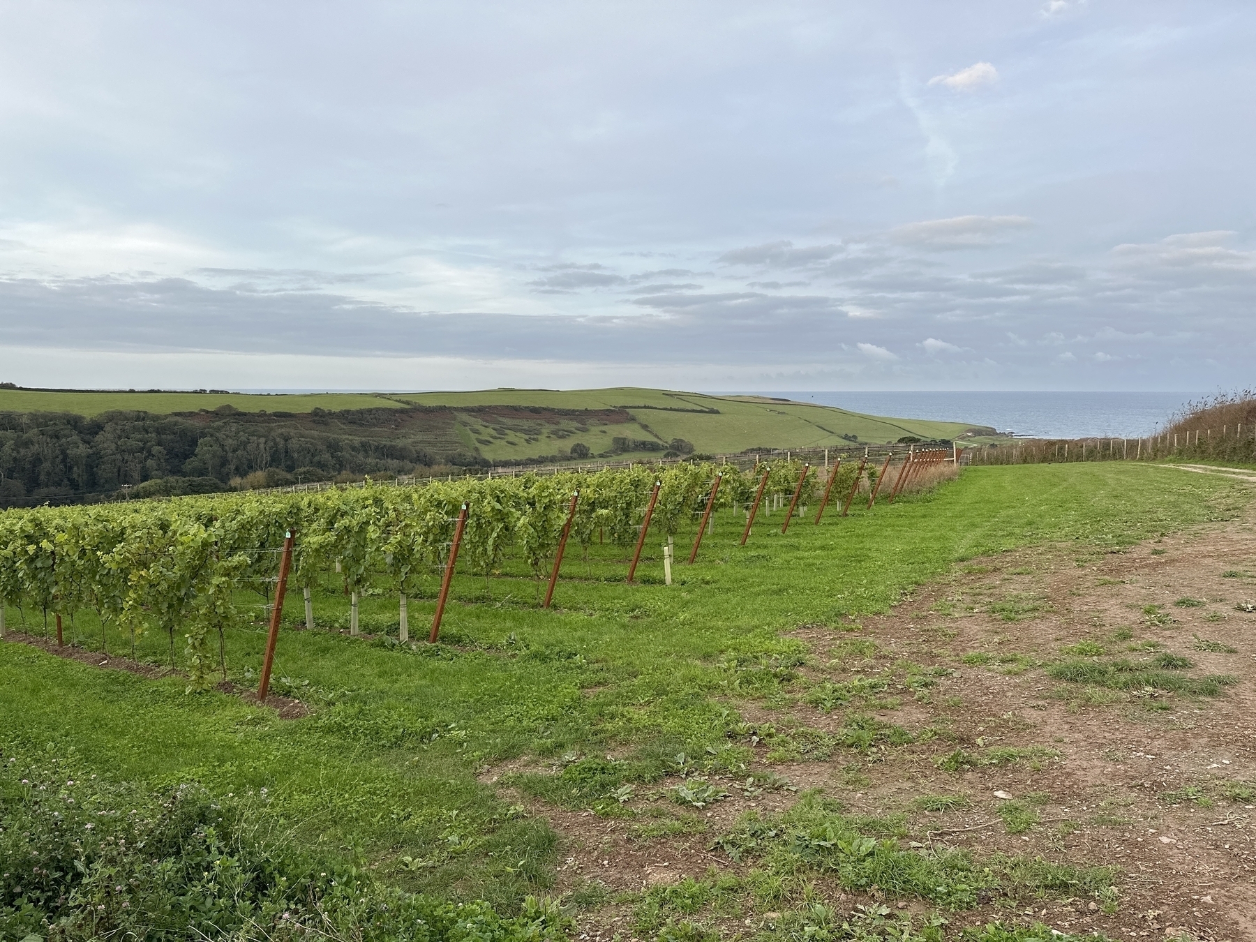 photo of a vineyard overlooking the sea