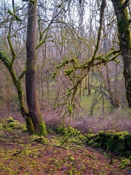 a photo of trees in a forest